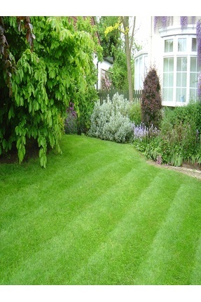 7 Günde Çimlenen 7 Mix Çim Tohumu 3 Kg Grass Mixture Çayır Çimen Tohumu Image 0