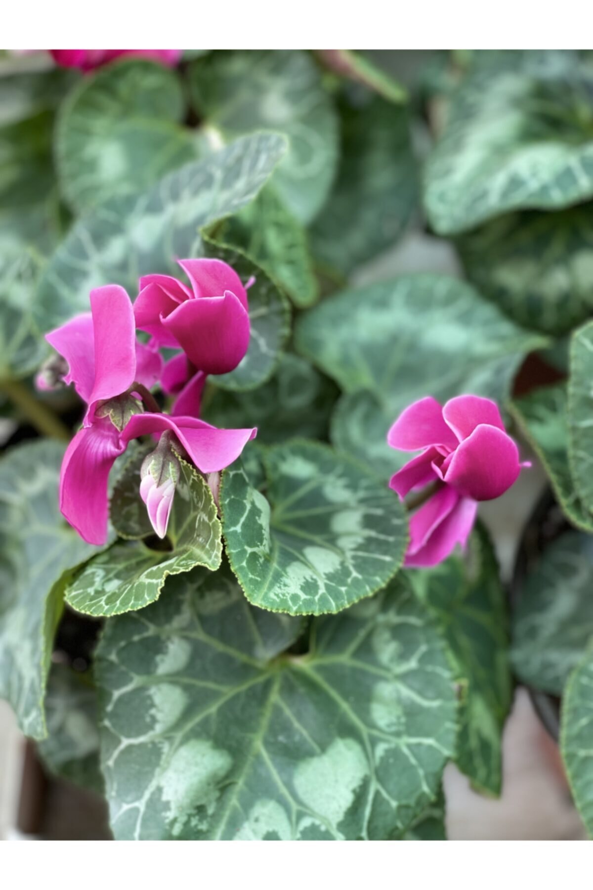 Can Çiçek ve Fidan Sıklamen Çiçeği