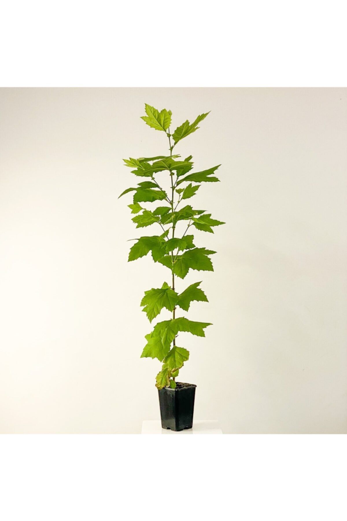 Fidanburada Londra Çınarı Platanus Acerifolia 120-140 cm