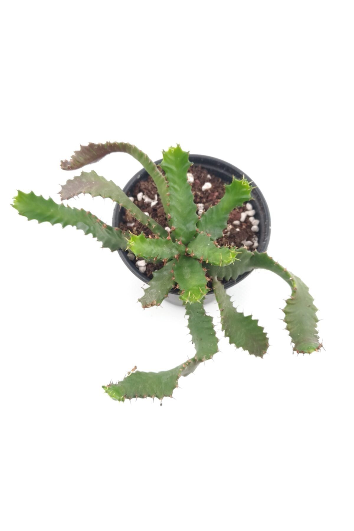 kaktuskent Euphorbia Stellata