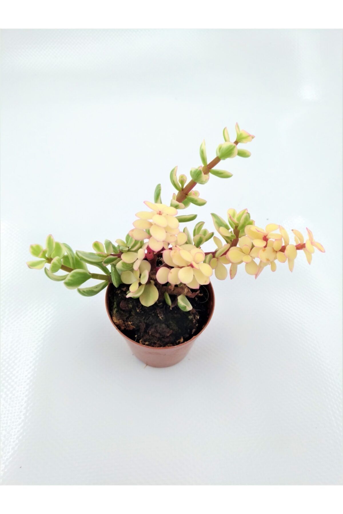 kaktuskent Portulacaria Afra Sukulent