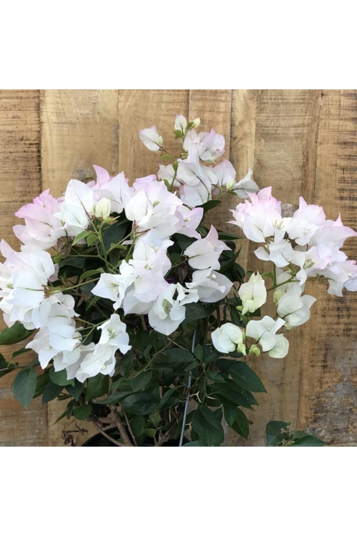 serada decor plant Begonvil Sarmaşığı Beyaz (bougainvillea Alexandra)