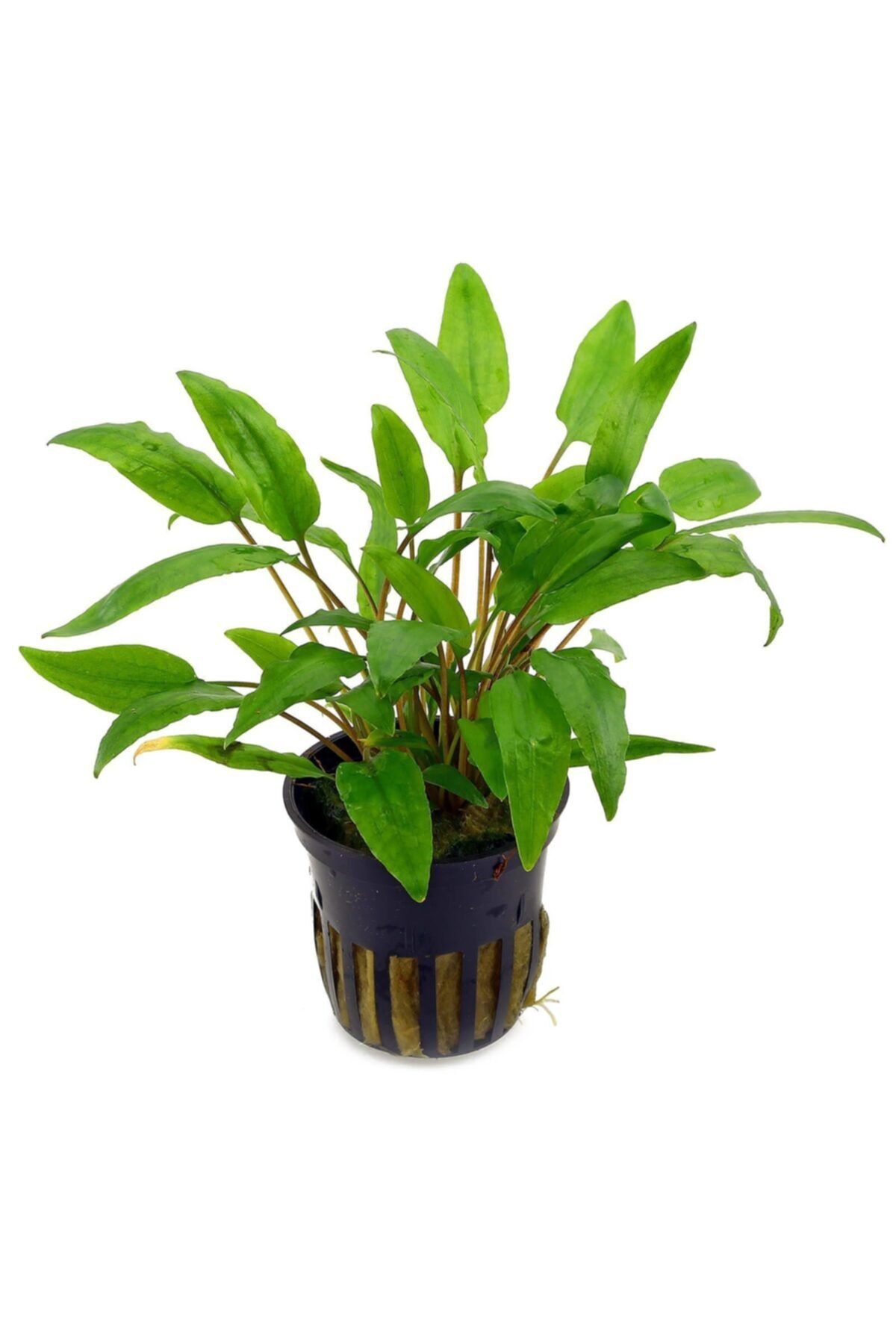 TROPİKAL Cryptocoryne Wendtii Green Saksı