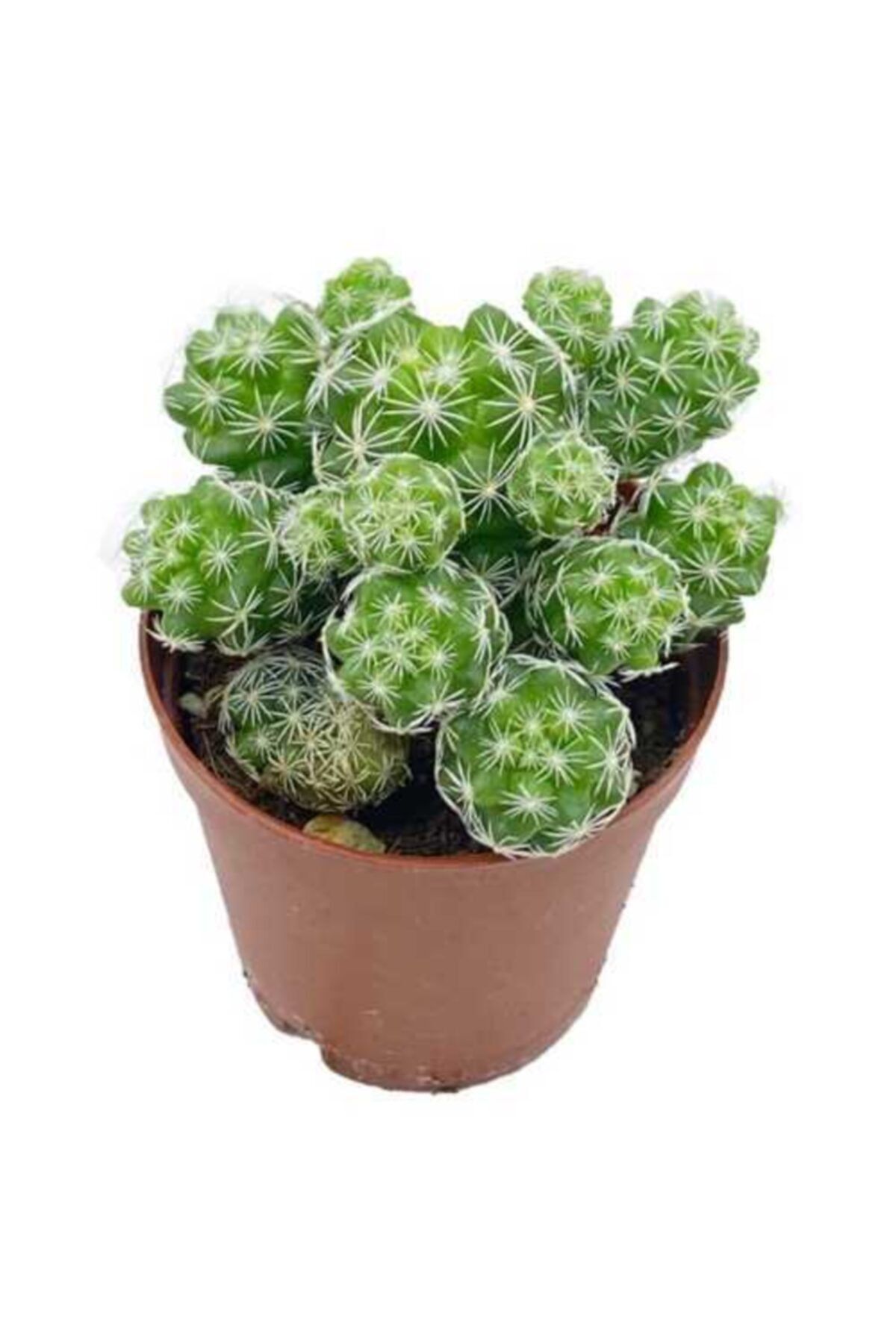 Dilek Mammillaria Gracilis Dantelli Kaktüs