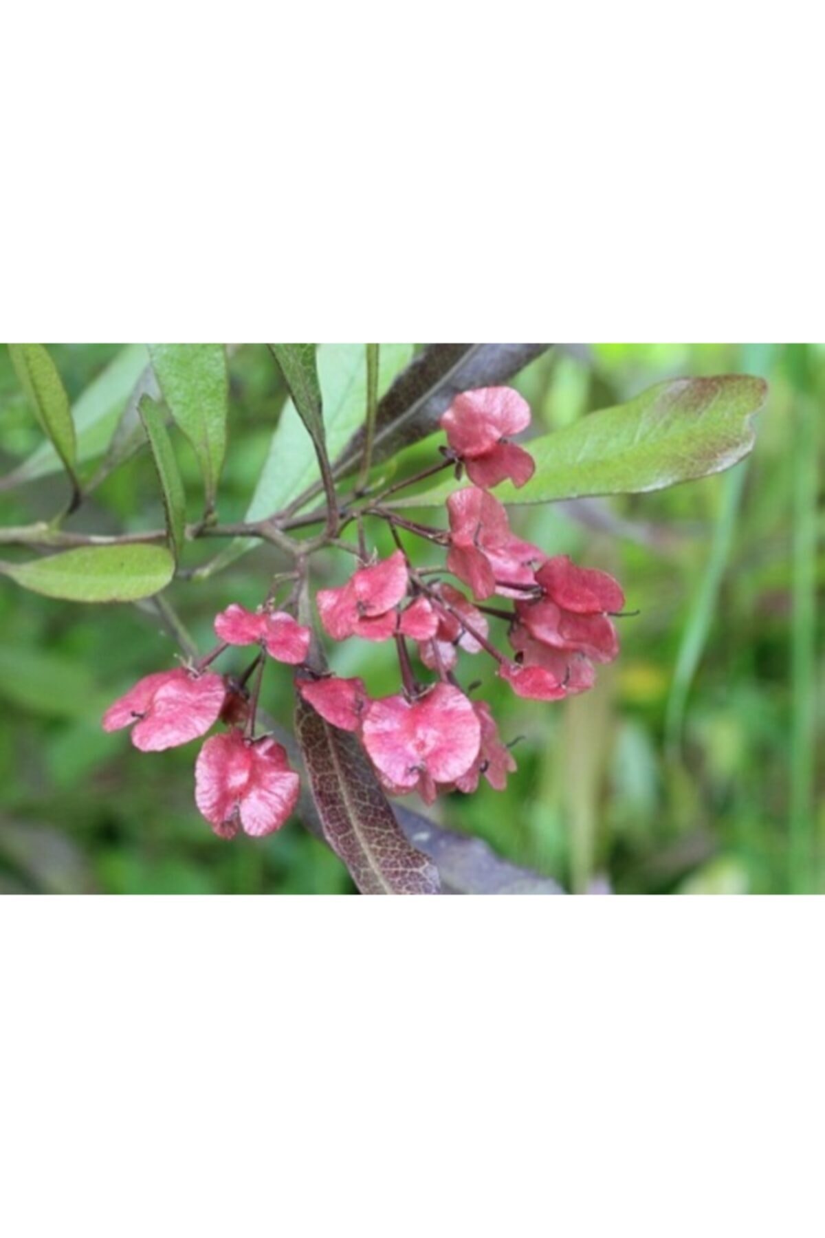 ruzgarbotanik Kırmızı Dodenya (dodanea) Çiçeği Fidanı 40 Cm Saksılı