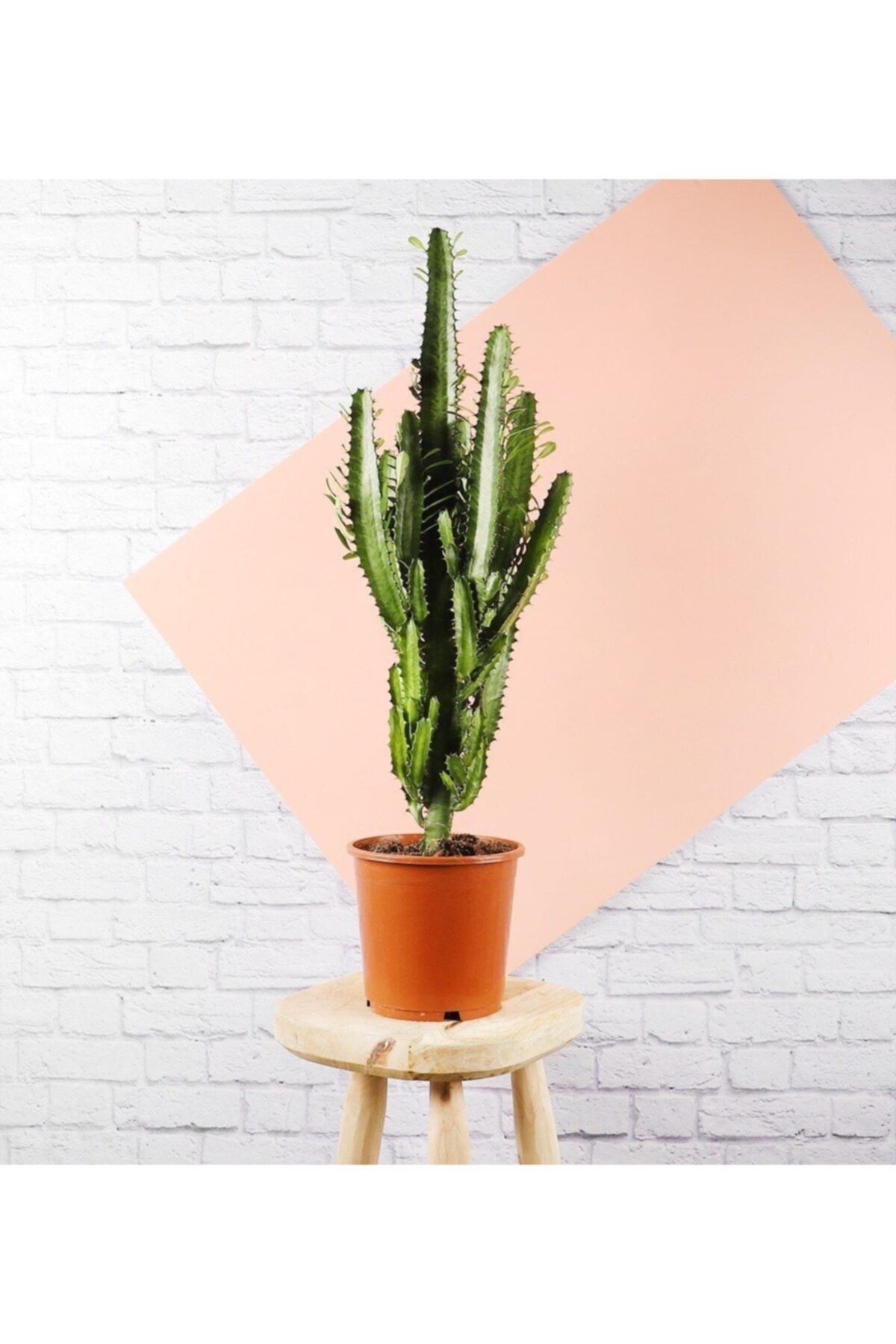 Peyzaj Burada Online Bahçe Market Euphorbia Trigona Süt Cactus & Kaktüs Sukulent 70 Cm