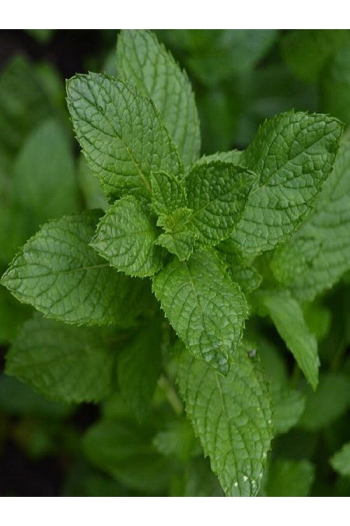 fidanistanbul Mentha Nane Fidesi, 10-20 Cm, Saksıda