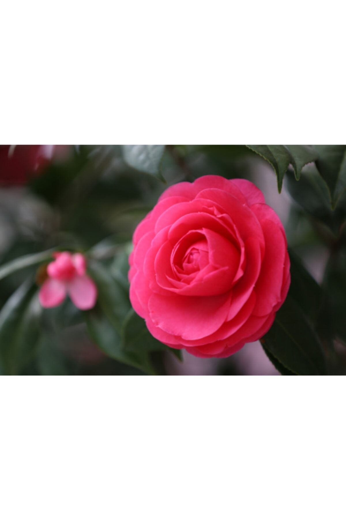 ruzgarbotanik Kırmızı Kamelya Çiçeği Fidanı Camelia Japonica 40cm- 60 Cm