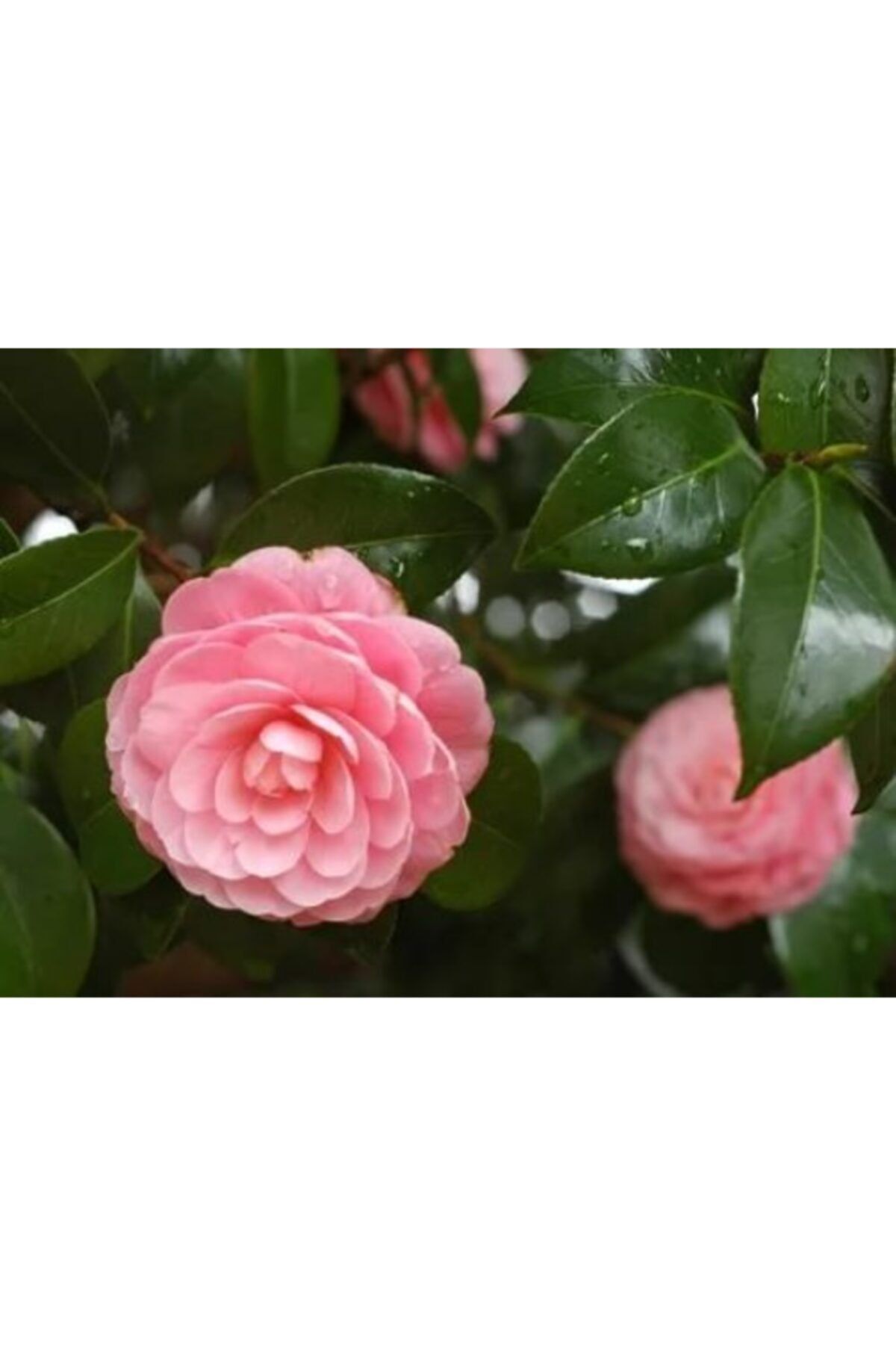ruzgarbotanik Pembe Kamelya Çiçeği Fidanı 40 Cm- 60 Cm