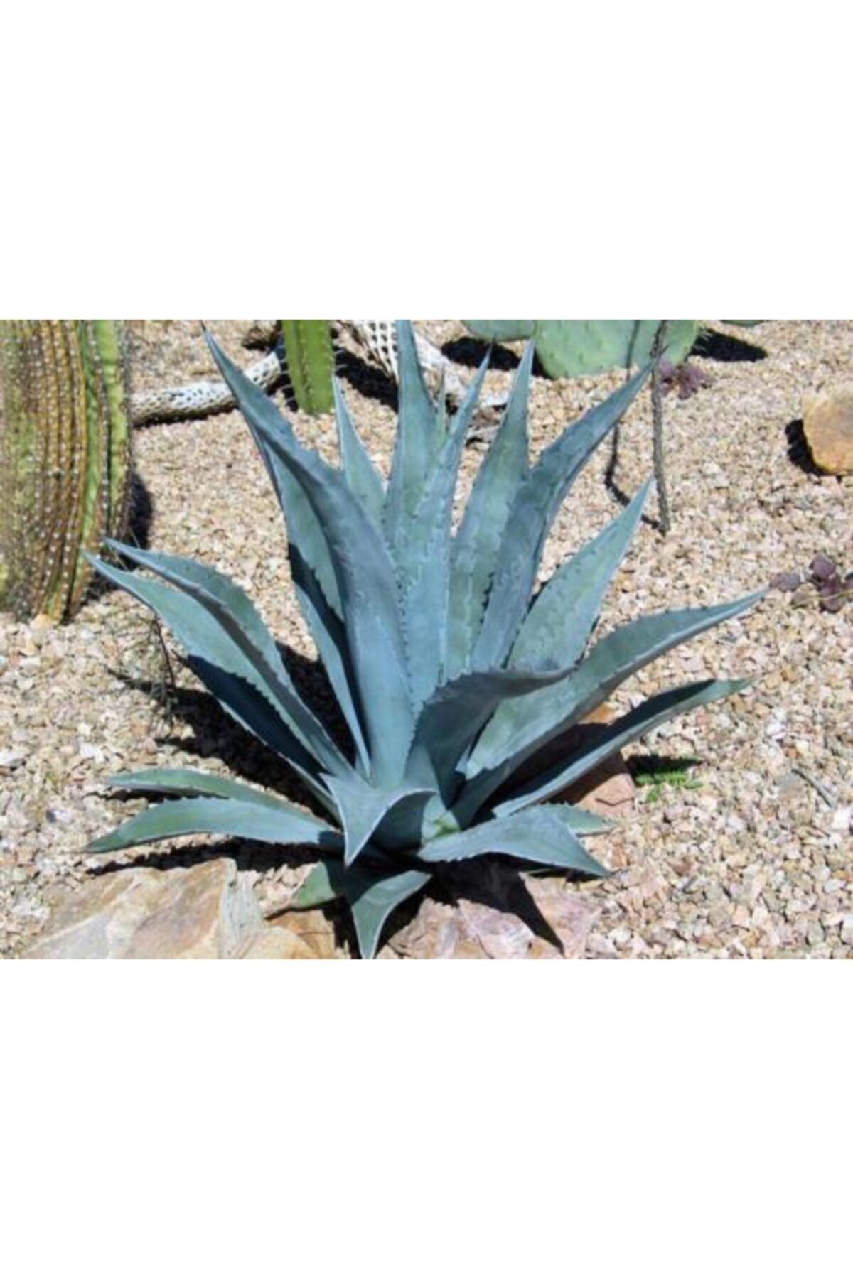 fidanistanbul Agave Americana Amerikan Sabır Ağacı, Büyük Yaş, Saksıda