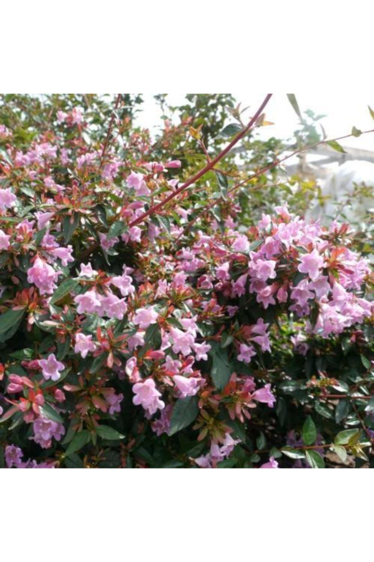 fidanistanbul Abelia Grandiflora Edward Goucher Pembe Çiçekli Güzellik Çalısı, Saksıda