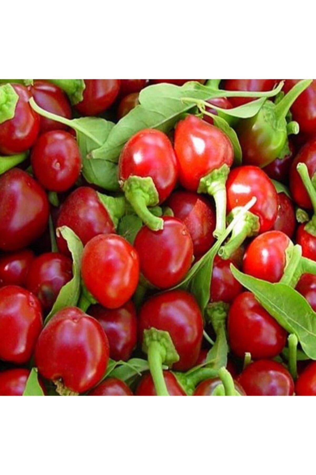 miracle dogal aci cherry biber tohumu 20 tohum fiyati yorumlari trendyol