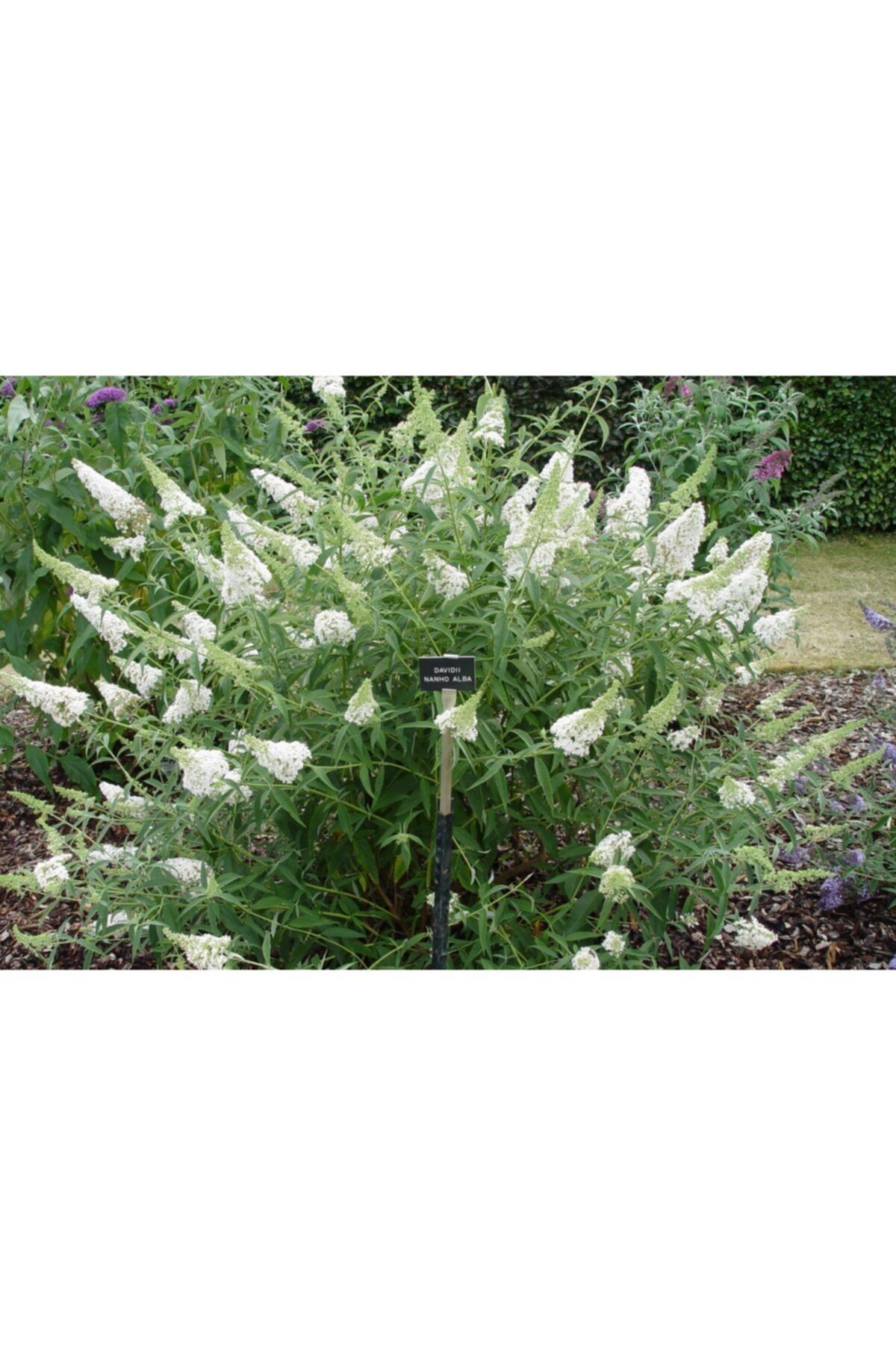 fidanistanbul Beyaz Kelebek Çalısı, 60-80 Cm, Ithal, Saksıda