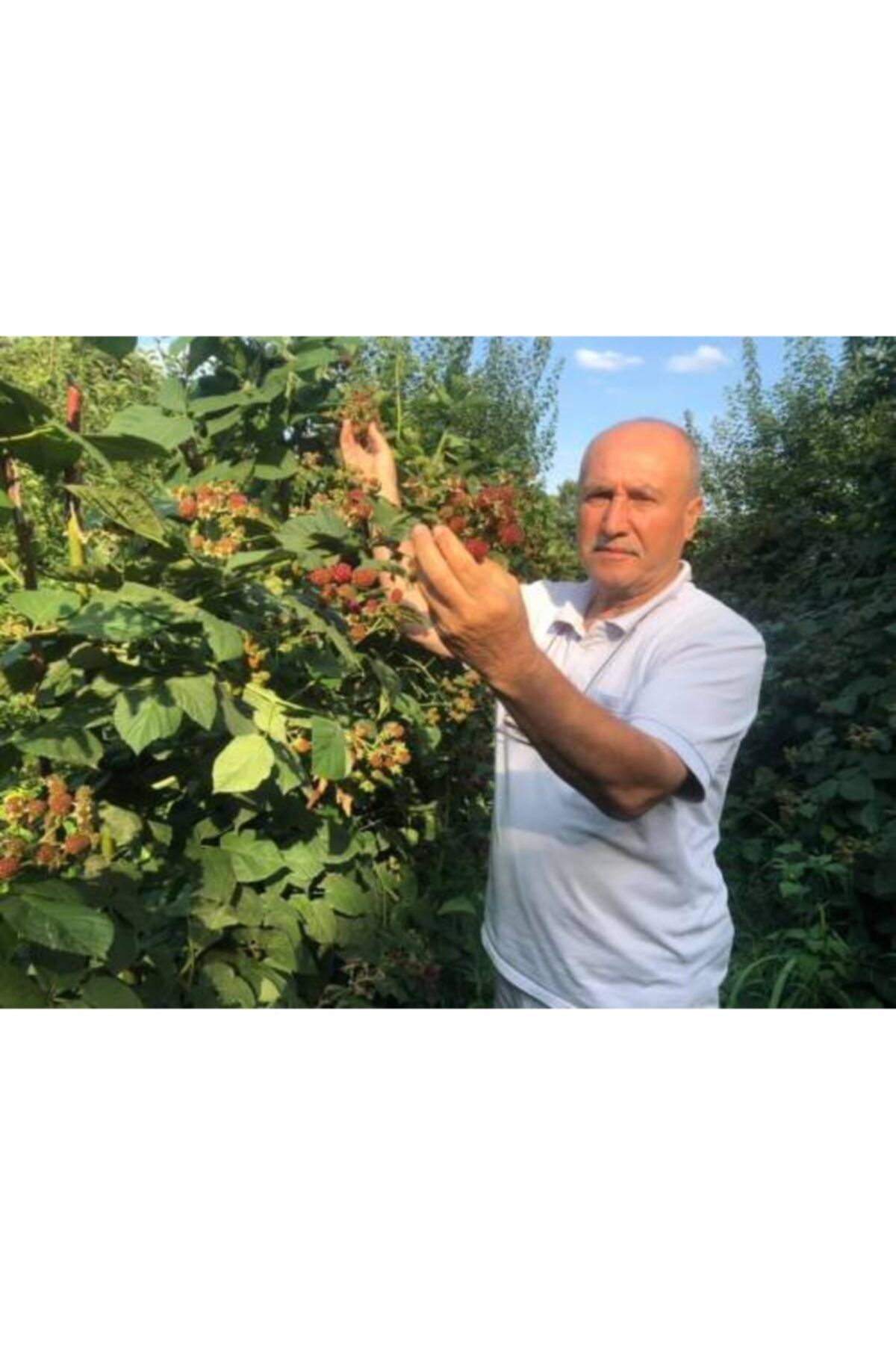 BURSATARIM Jumbo Böğürtlen Fidanı