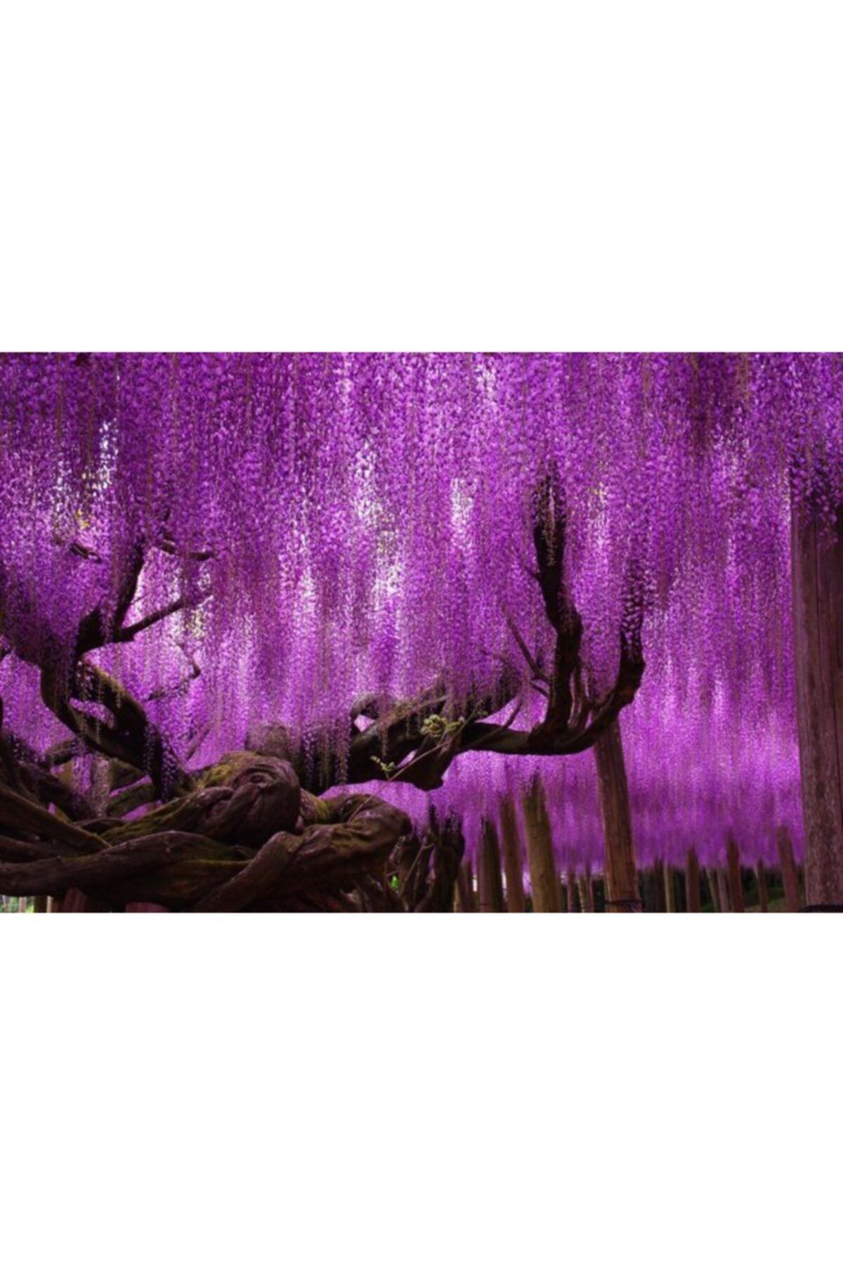 Tunç Botanik Mor Salkım Fidanı 3 Adet - Wisteria Sinensis