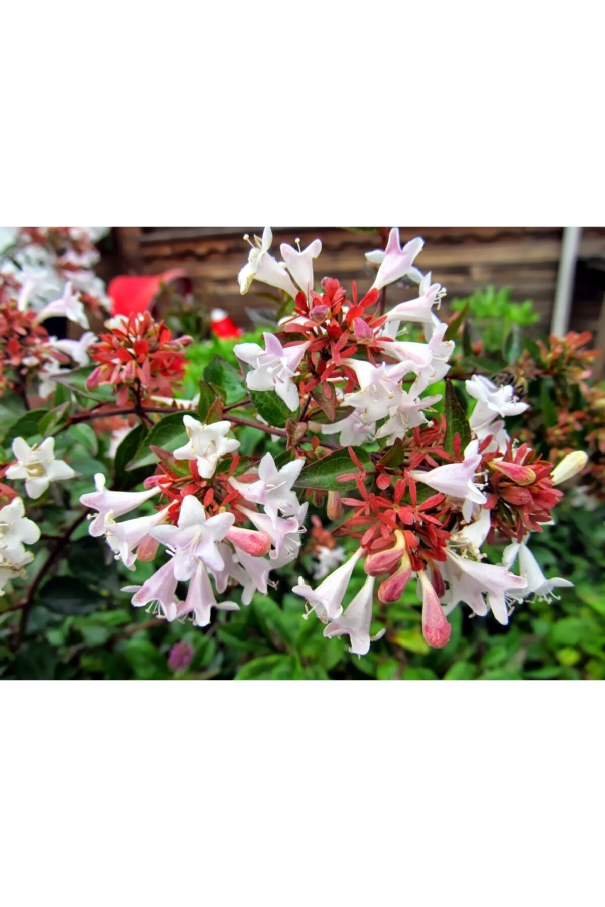 ruzgarbotanik Abelya Çiçeği Güzellik Çalısı Fidanı 50 Cm Saksılı