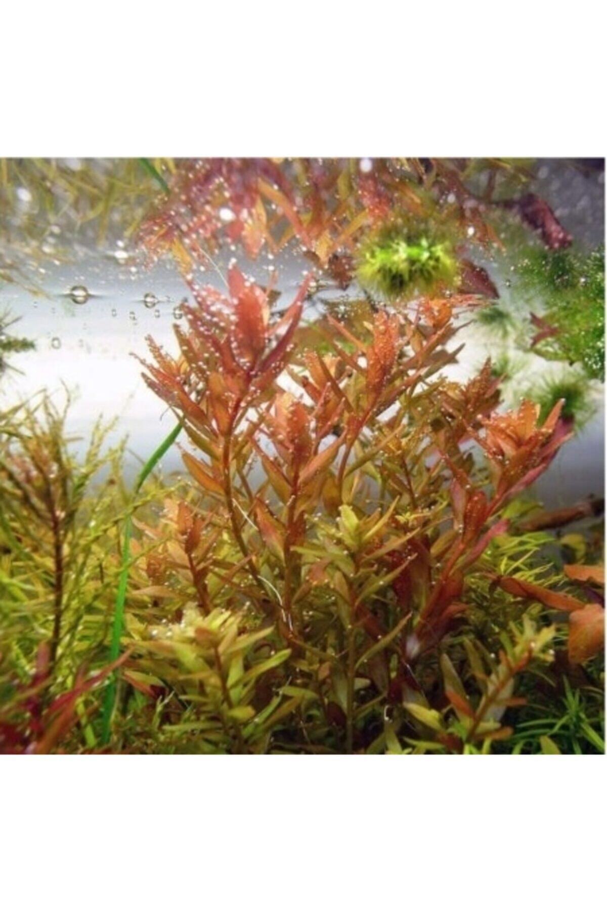 Akvaryum 10 Adet Dennerle Rotala Coin Leaf Süs Bitkisi Tohumu