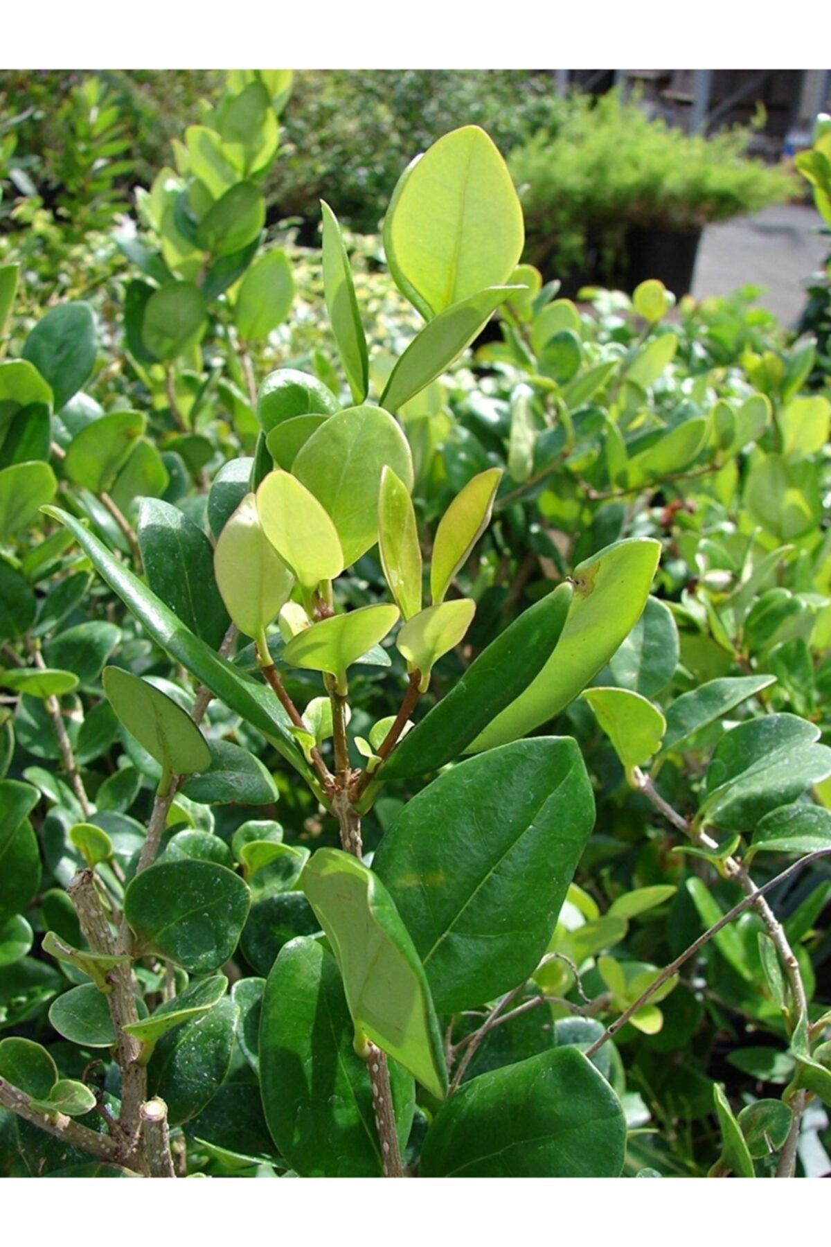 fidanistanbul Ligustrum Japonicum Texanum, 20-40 Cm, Saksıda