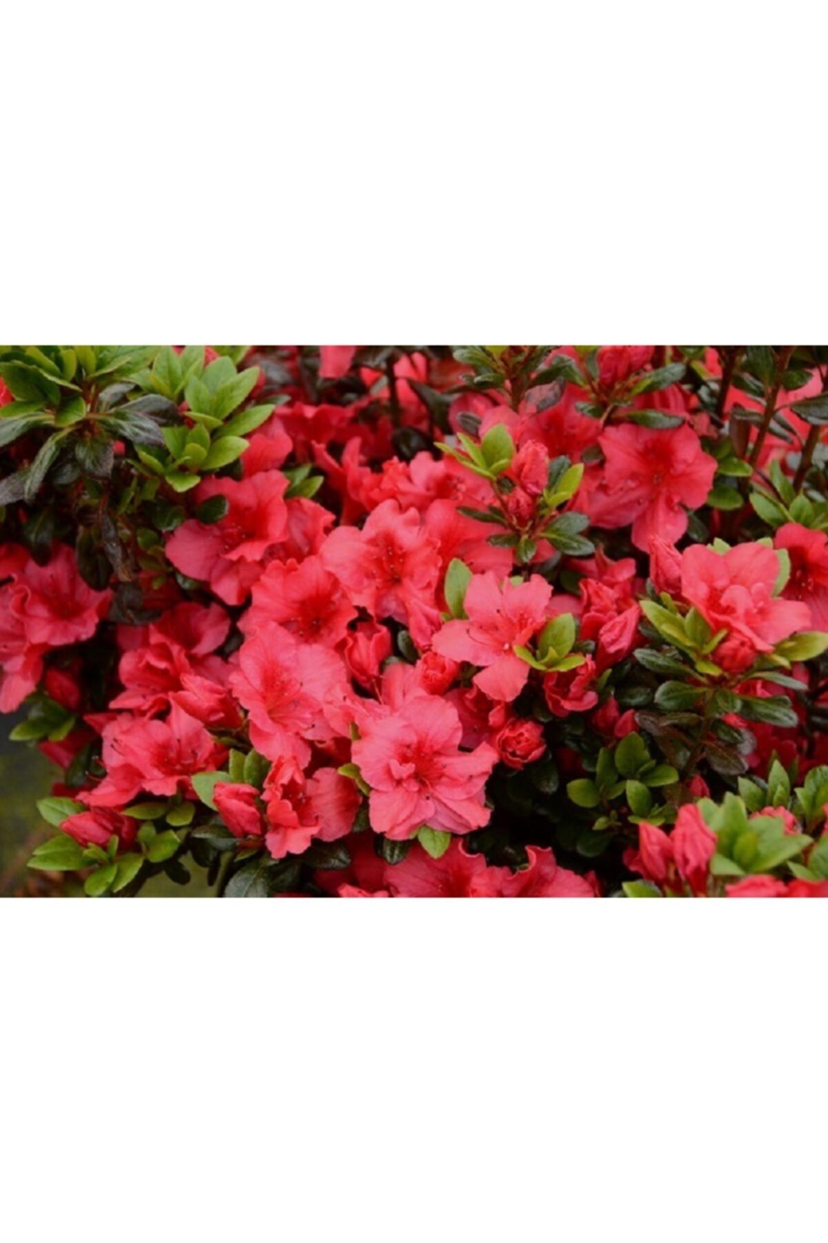 fidanistanbul Azalea Japonica Johanna, Açık Kırmızı Çiçekli Açelya, Ithal, Saksıda