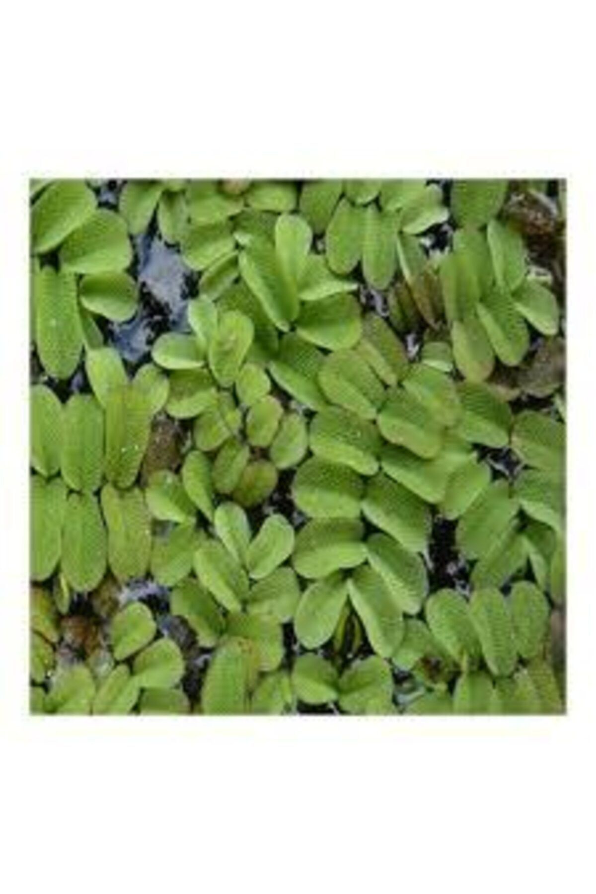 BIO AQUATIC Su Üstü Bitkisi Salvinia Natans 5x5 Cm Alan Kaplar
