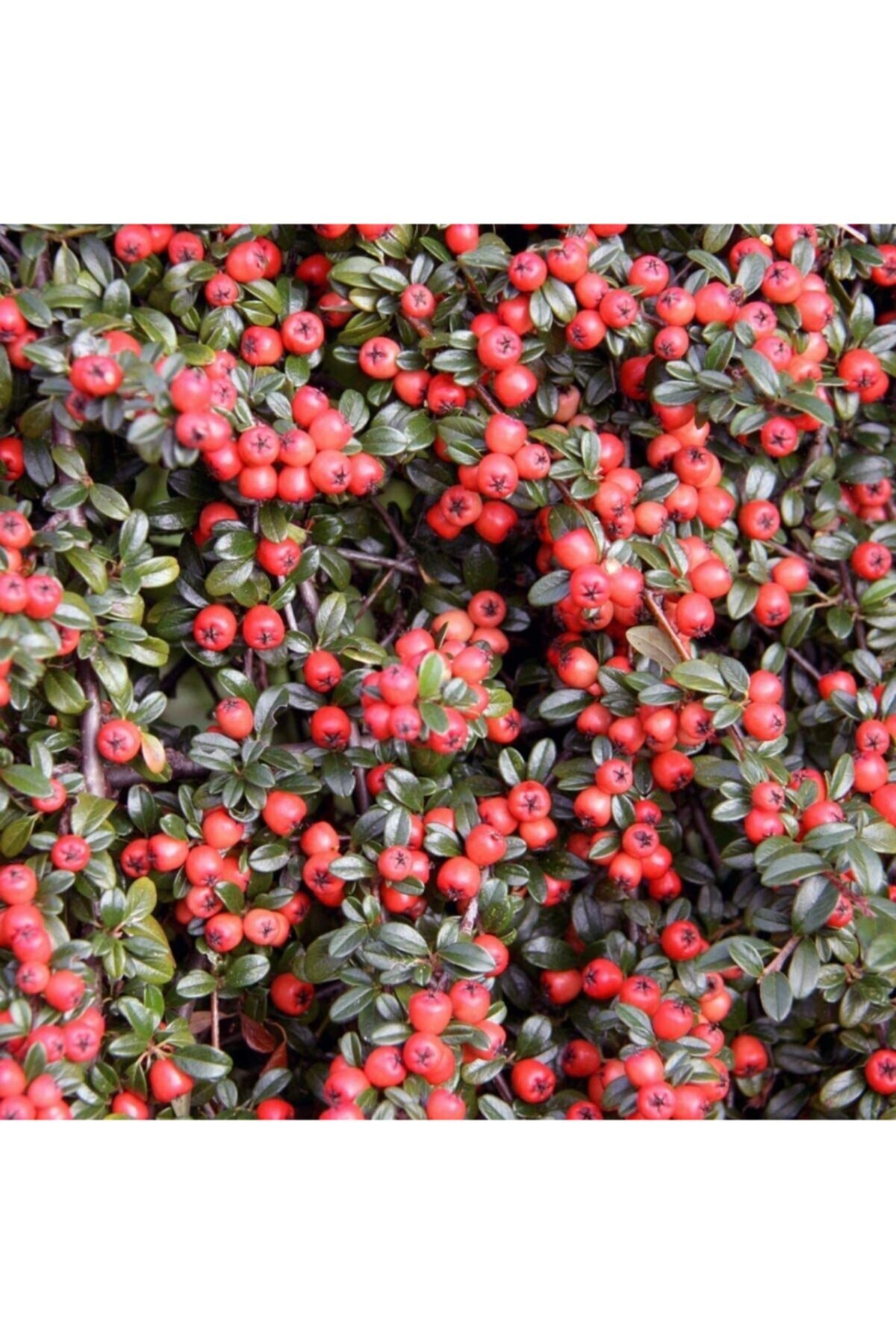 fidanistanbul Cotoneaster Dammeri Coral Beauty, 20-40 Cm, Saksıda