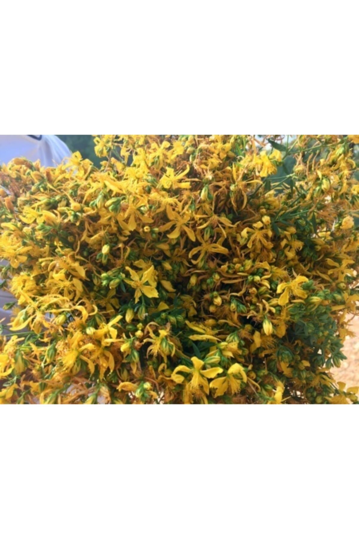 NİLÜFER BAHARAT Sarı Kantoron(kazdağlarından Demet)