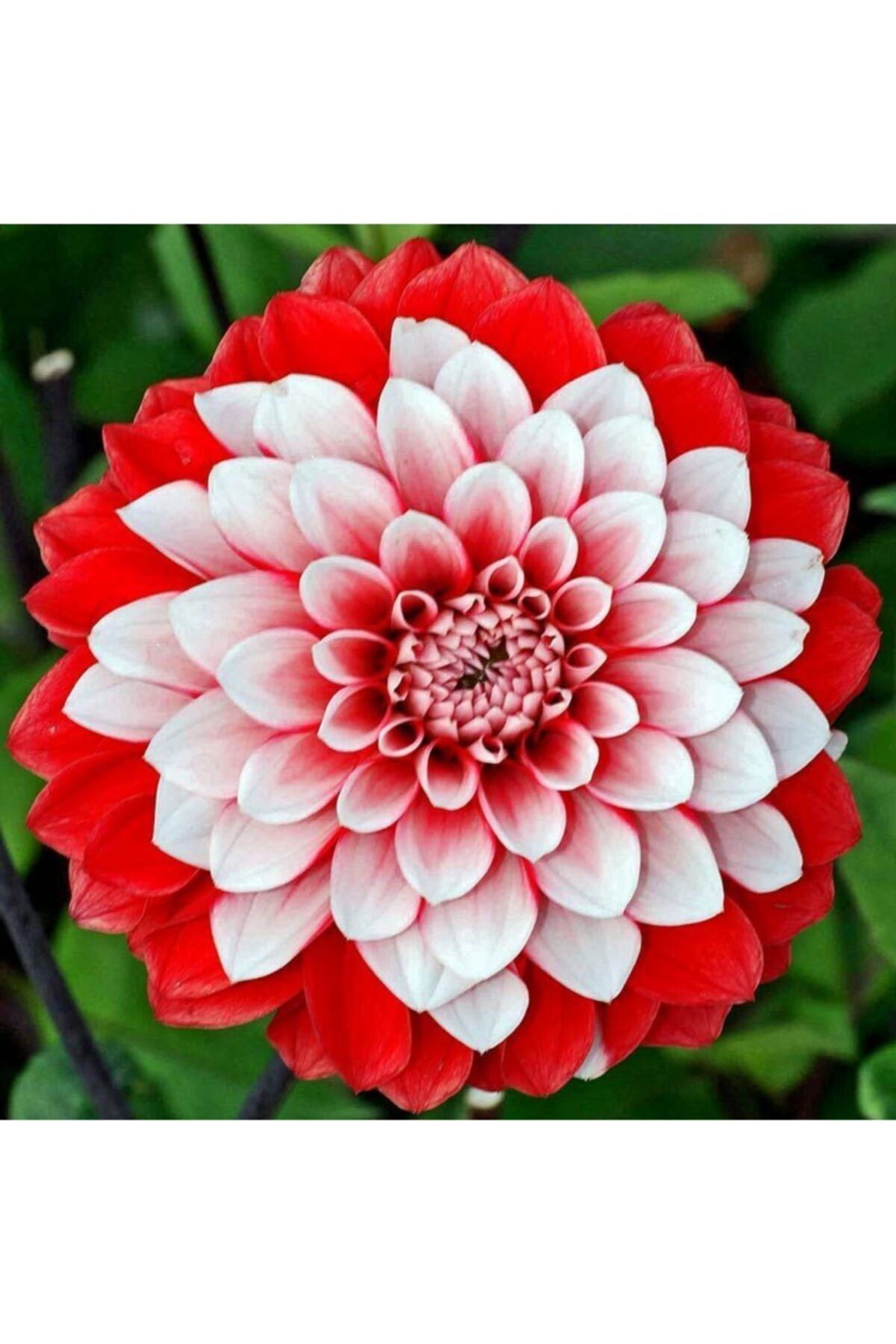 HAN BOTANİK 2 Adet Yıldız Çiçeği Soğanı Dahlıa Yumrusu