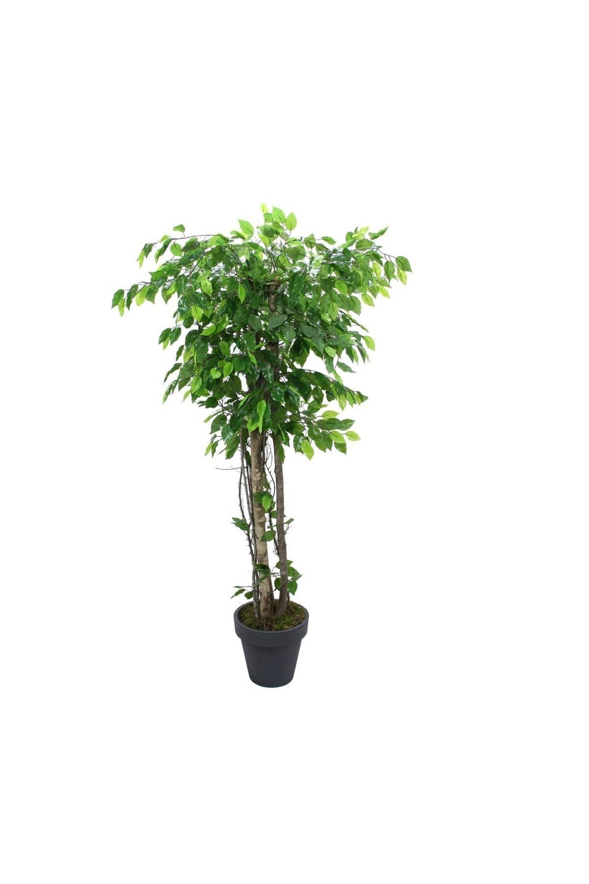 Gardenonya Dekoratif Yapay Ficus Benjamin Ağacı 170 Cm Yapay Ağaç