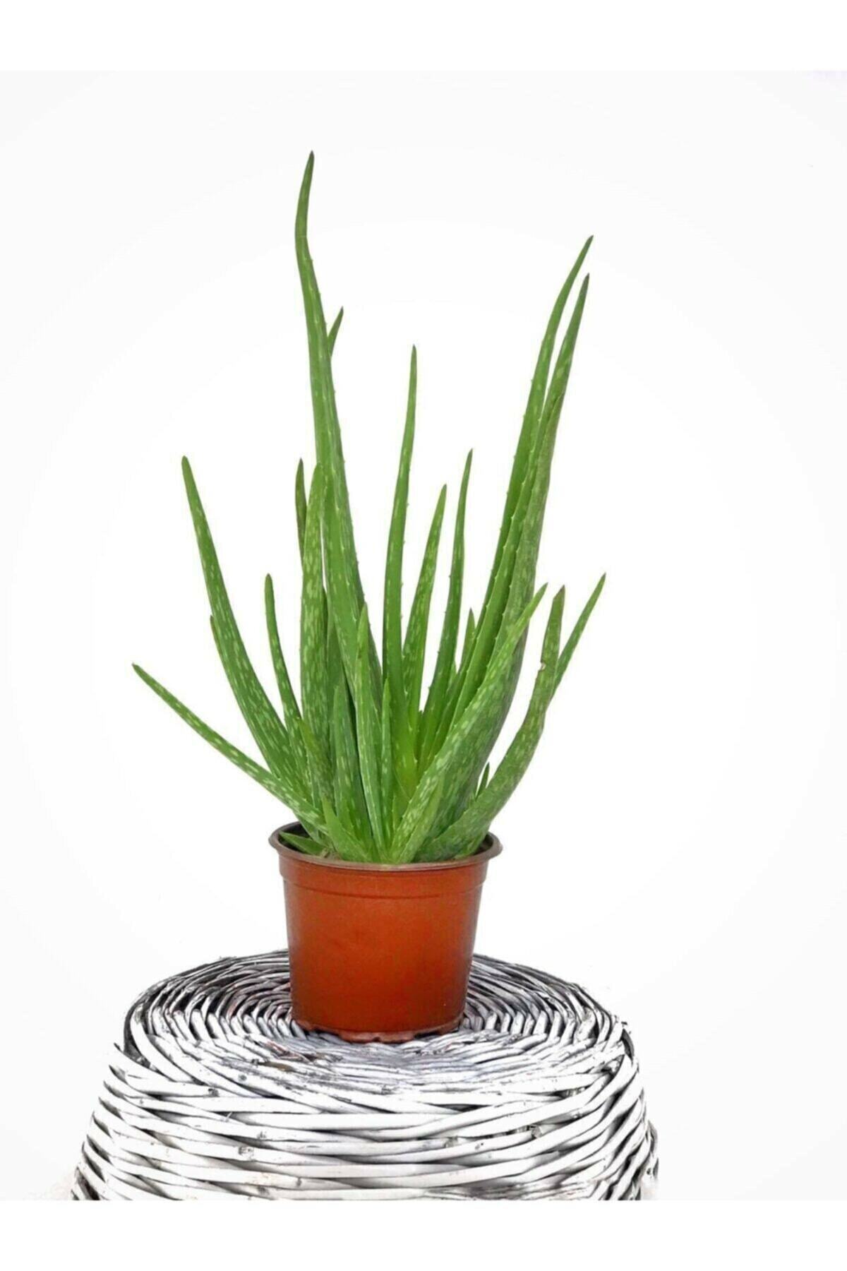 Fidanvar Aloe Vera Bitkisi 30-40 Cm