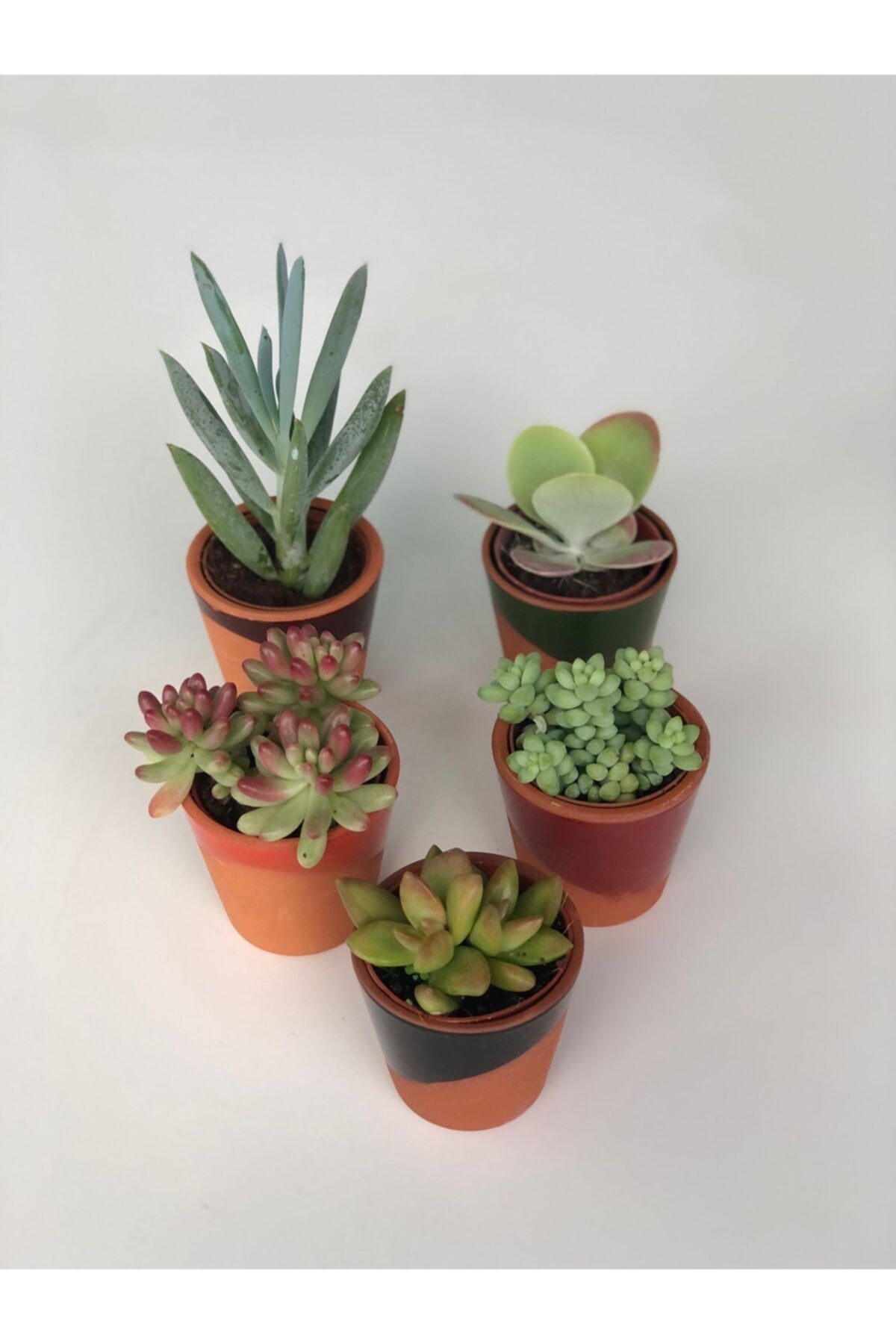 My Succulent 5'li Seramik Saksı Ve 5li Tam Karışık Sukulent Set 5.5 cmlik Bitkiler