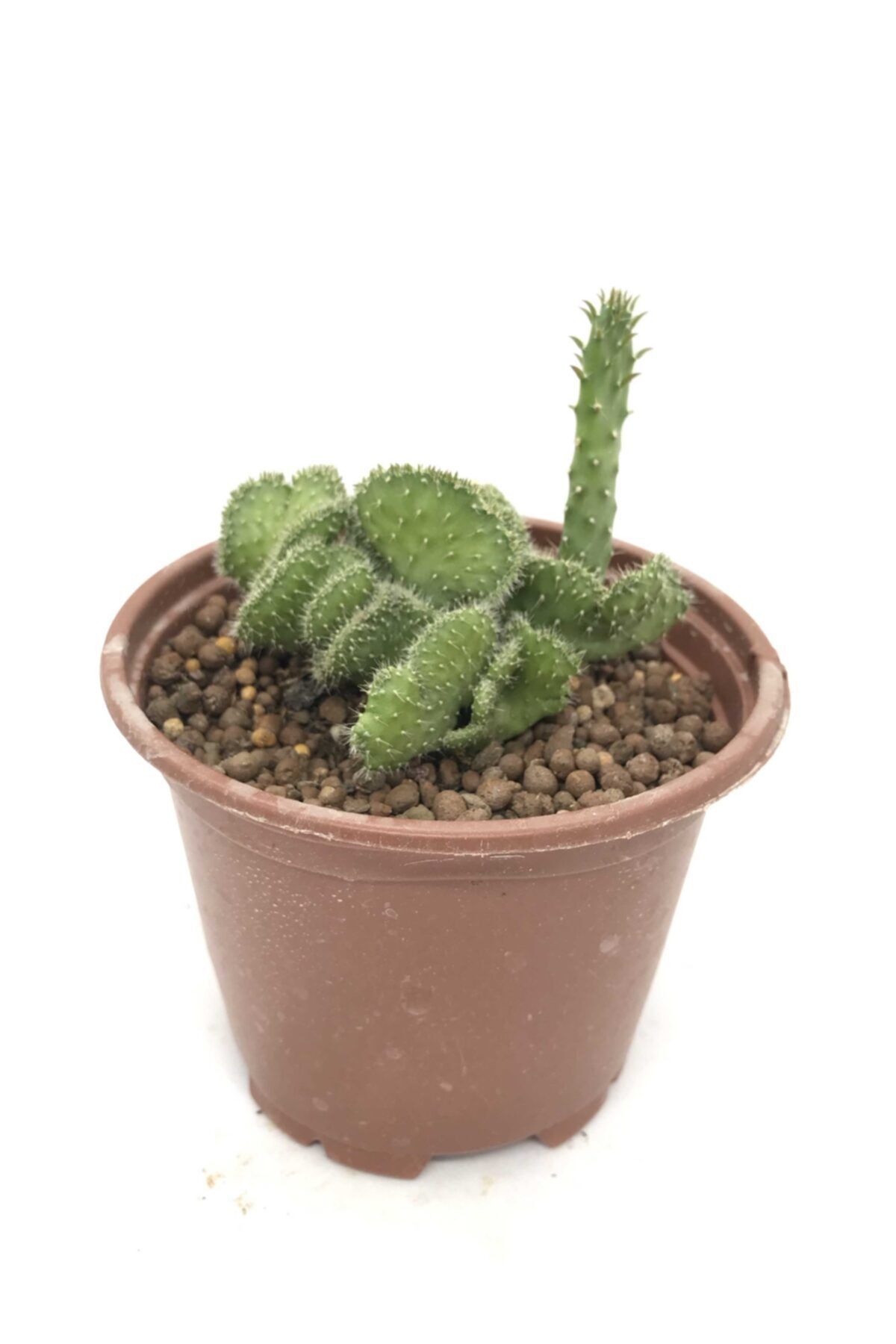 Sukulent Çeşitleri Opuntia Cylindrica Cristata / Beyin Kaktüs 10 Cm Saksı