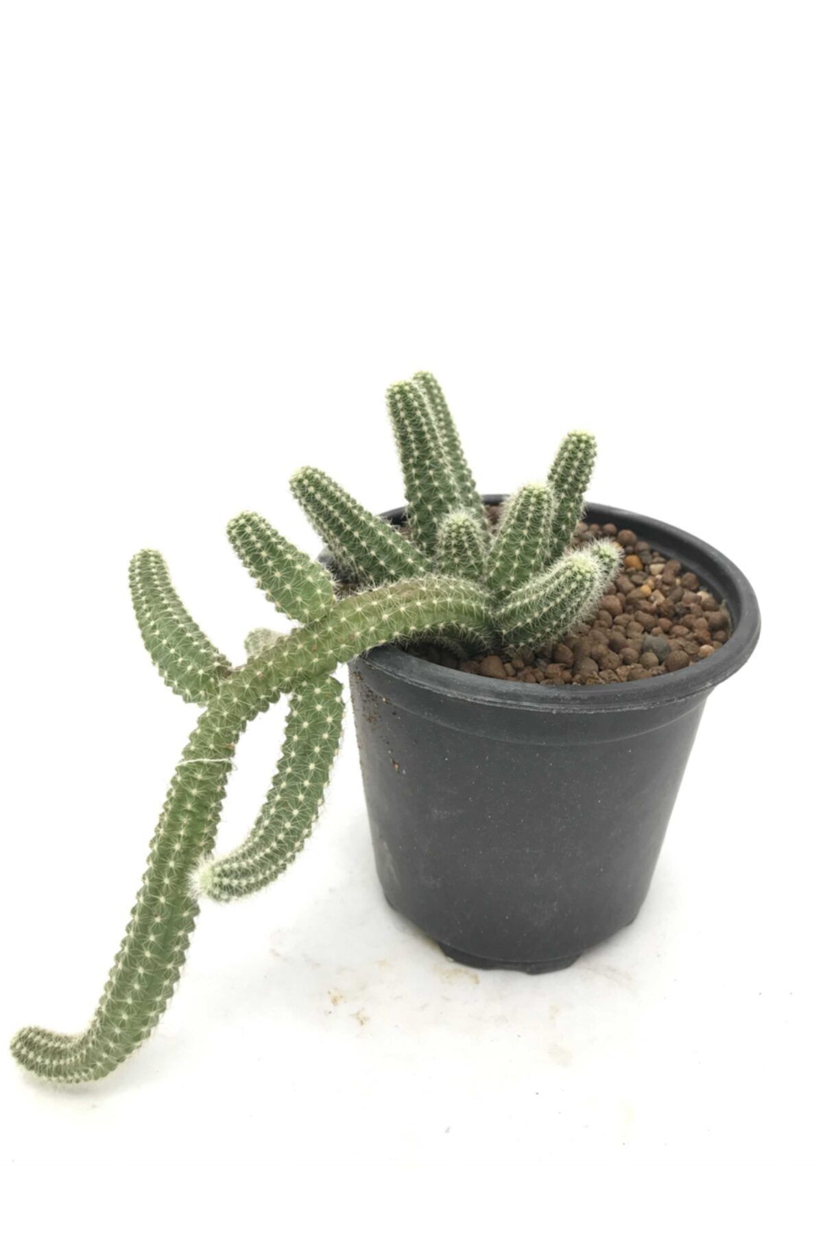 Sukulent Çeşitleri Chamaecereus Silvestrii - Yılan Kaktüs 10 Cm Saksı