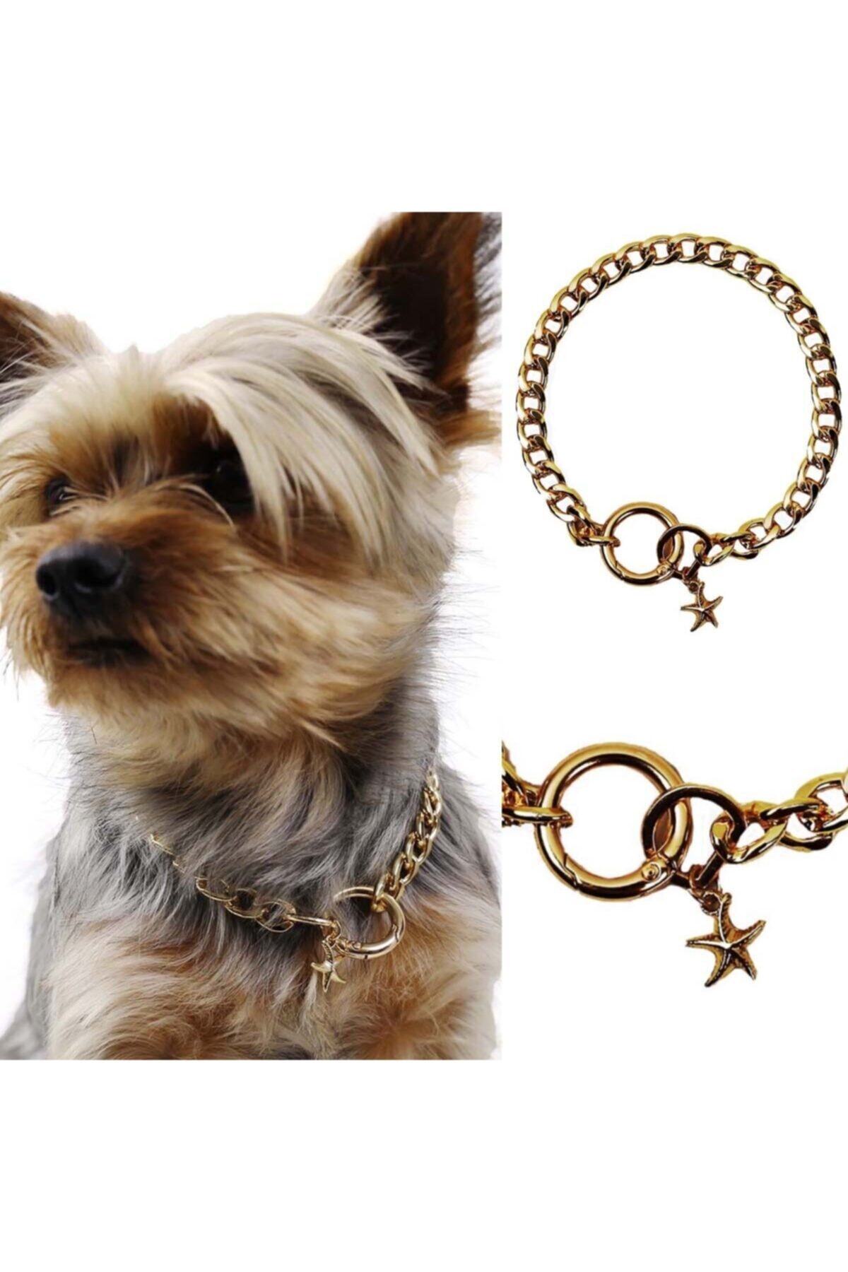 NATZIONE Paslanmaz Çelik Altın Kaplama Uçlu Kedi Köpek Kolyesi Small 35 Cm