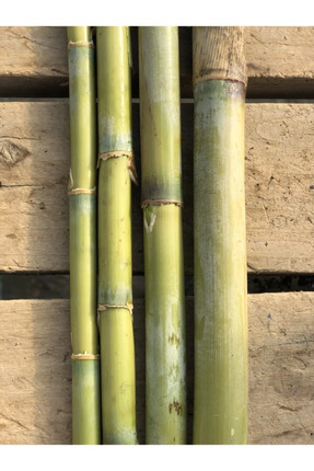 Bambu Bitki Destek Çubuğu 10 Adet 150cm Image 0