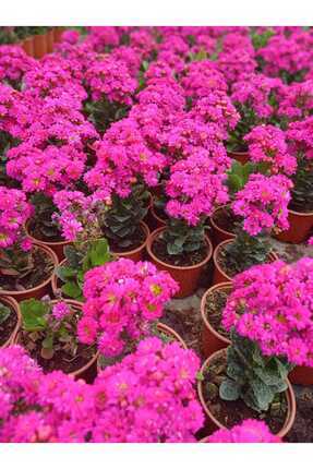4 Mevsim Canlı Pembe Kalanchoe – Saksıda Kolay Bakımlı Çiçek Image 0