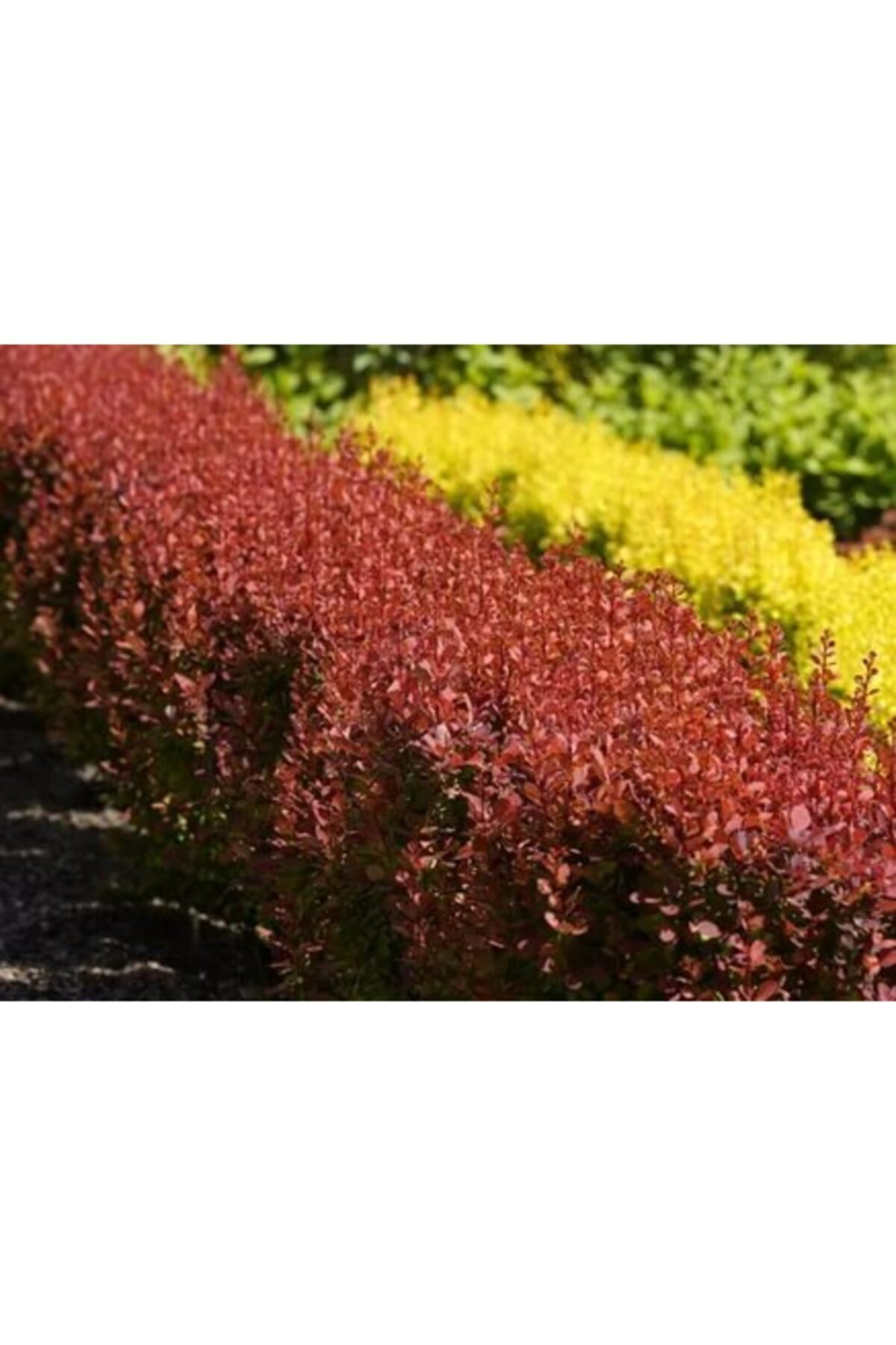 ruzgarbotanik Roket Berberis Çiti Çiçeği Fidanı Saksılı