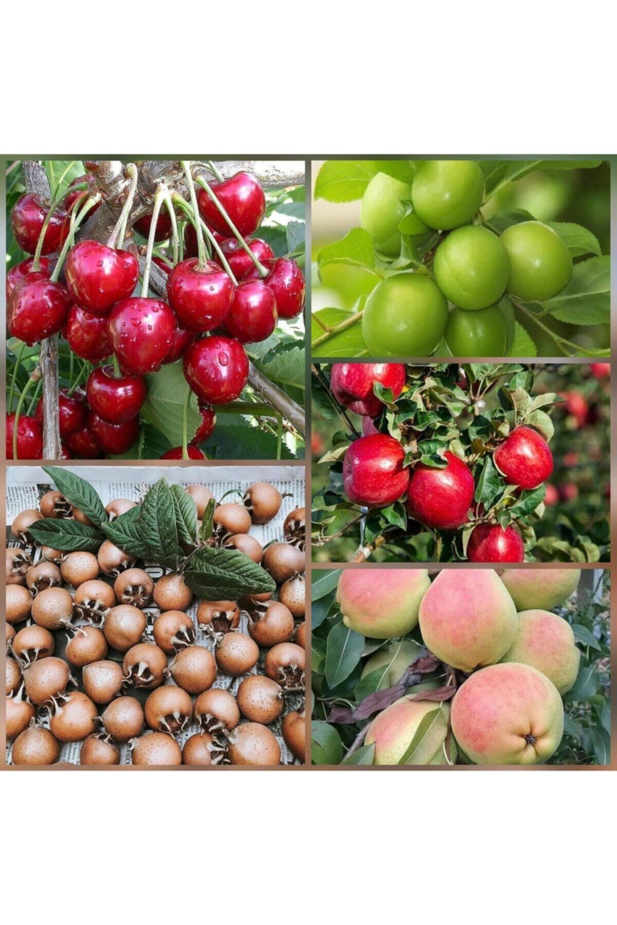 Reyon Bahçe 5 Li Aşılı Meyve Fidanı Pakedi (armut, Elma, Muşmula, Kiraz Ve Erik)