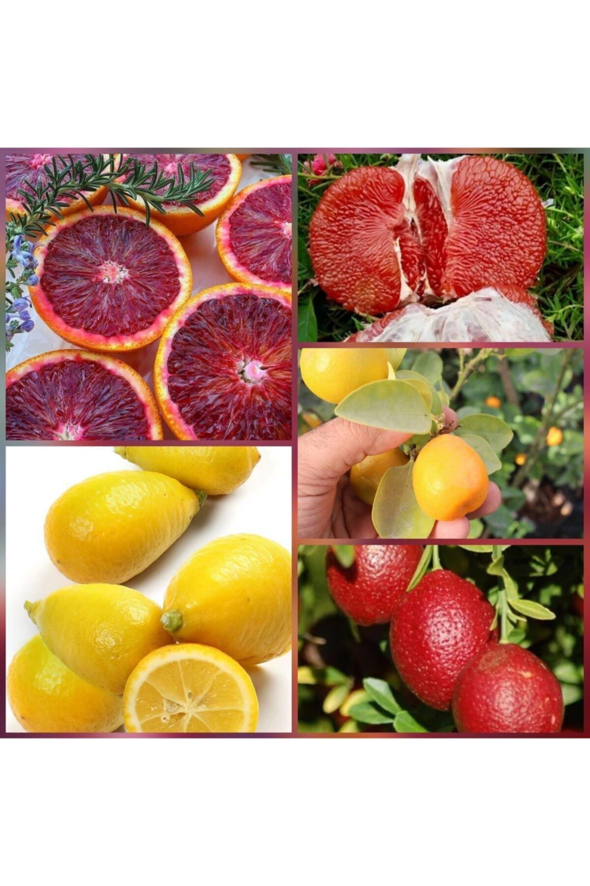 Reyon Bahçe 5 Li Aşılı Özel Narenciye Fidanı Pakedi (kan Portakal, Limequat, Şadok, Blood Lime, Iri Kamkat)