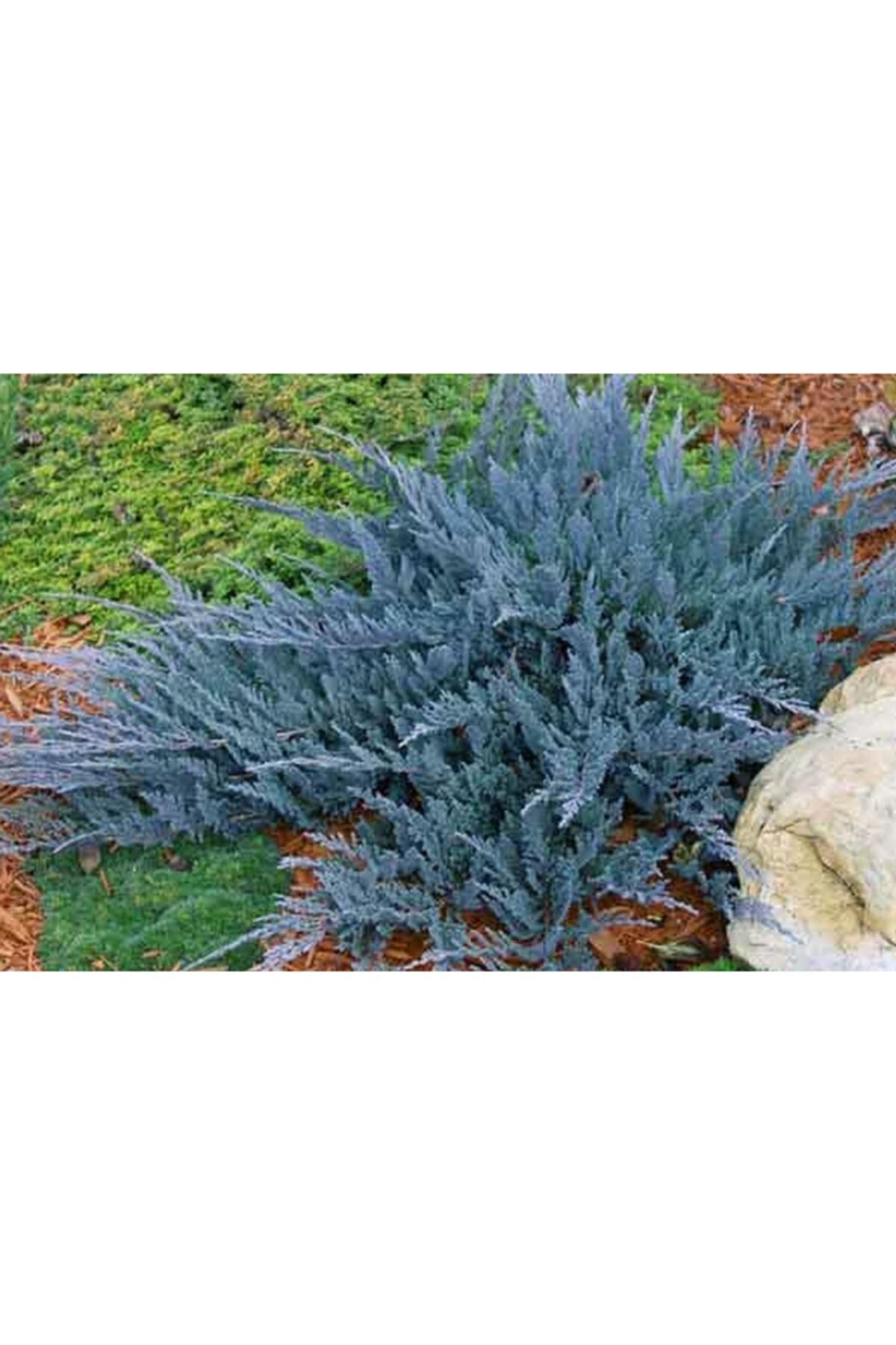 ruzgarbotanik Mavi Ardınç Fidanı Saksılı 30 Cm 50 Cm