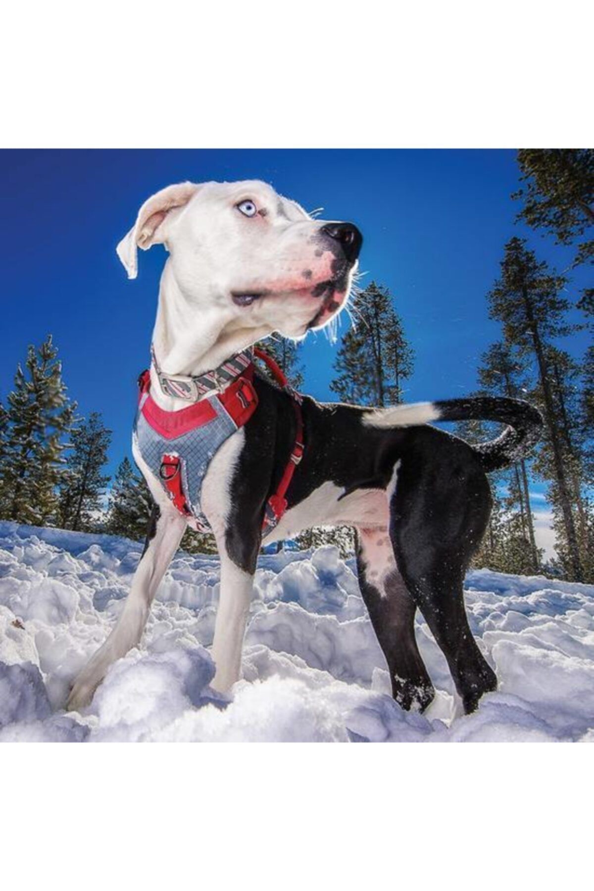 PetSafe Kurgo Journey Air Koşu Göğüs Tasması Siyah/gri Xs K01942