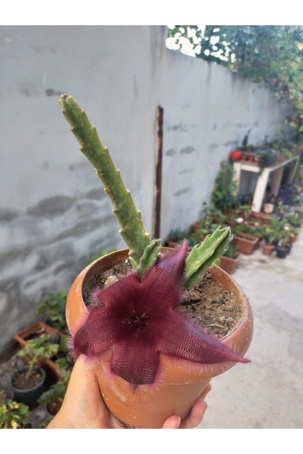 zarif çiçek Stapelia (LEŞ) Kaktüsü Bordo Çiçek