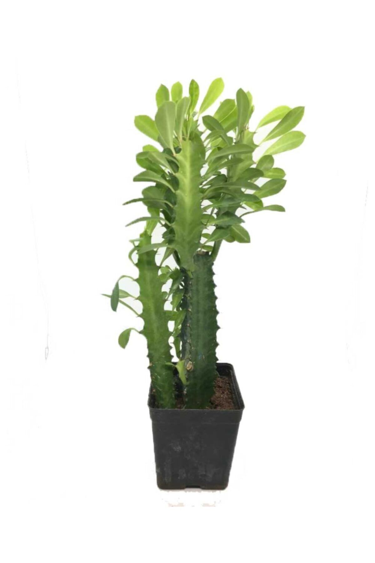 Sukulent Çeşitleri Euphorbia Trigona Süt Ağacı Büyük Boy