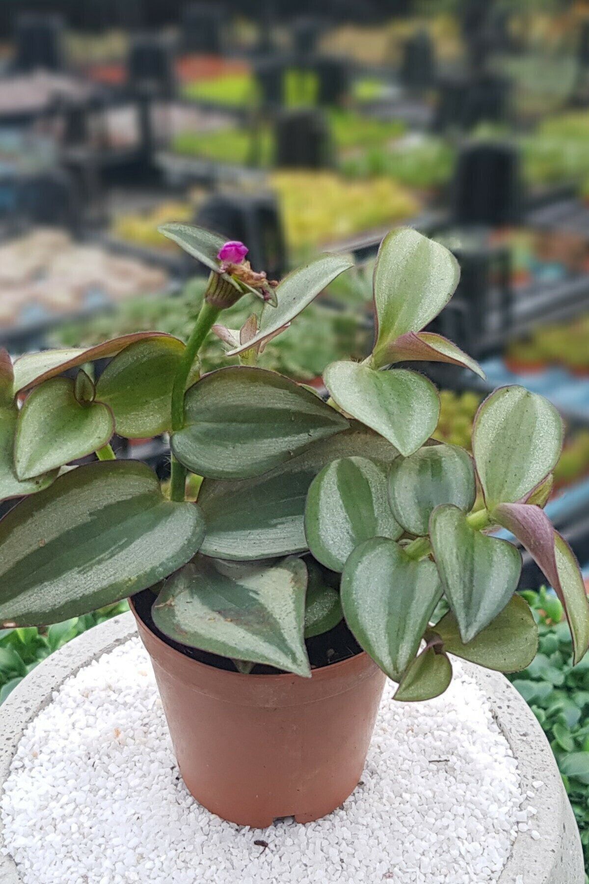 Serra Gardens Telgraf Çiçeği 3 Adet