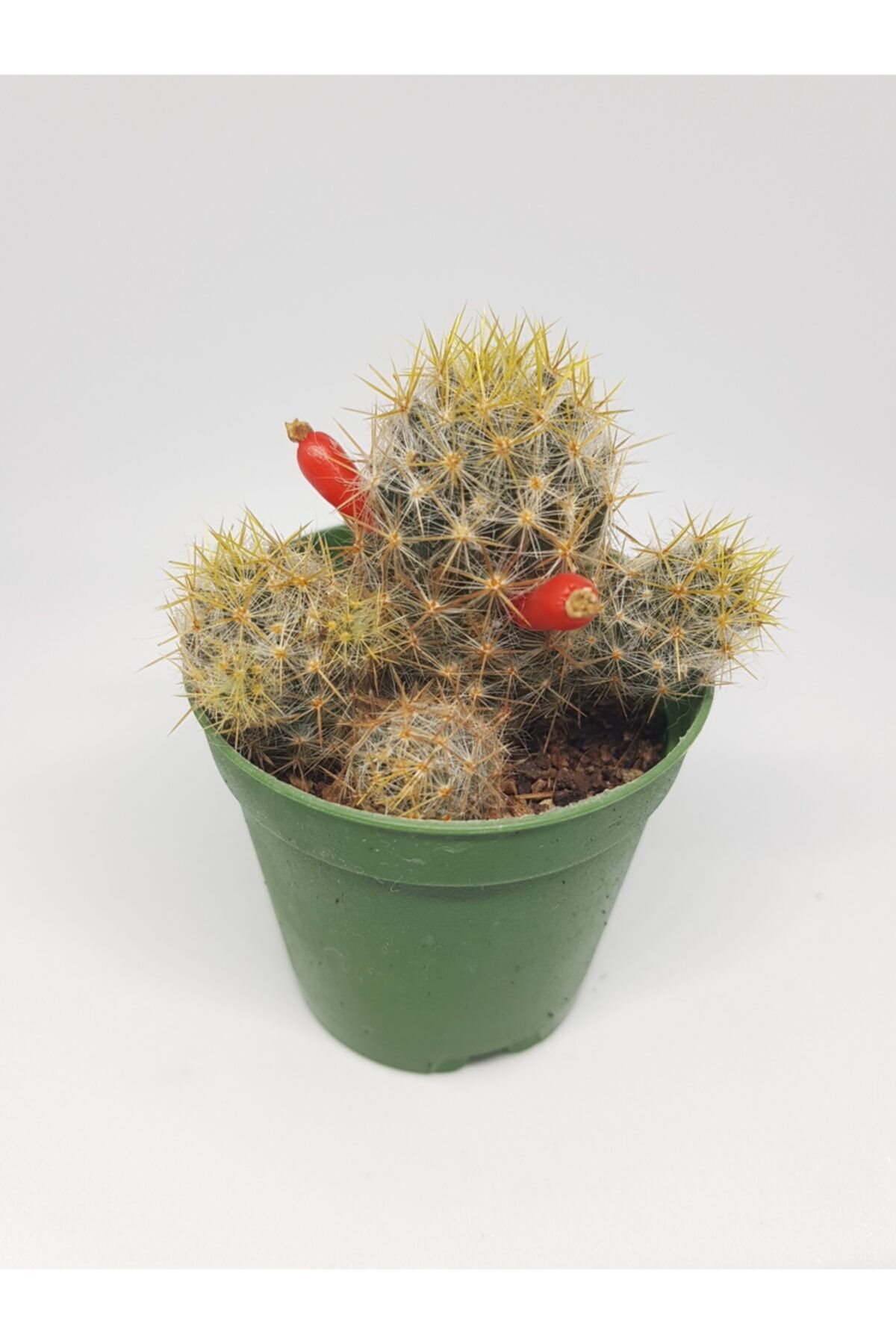 DOĞA BAHÇESİ Mammillarla Prolifera Beyaz Çiçek Açan Kaktüs 5,5cm Saksılı