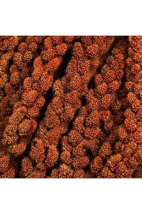 Kızıl Dal Darı Yerli Üretim Yeni Mahsul Kuş Yemi 250 gr Image 0