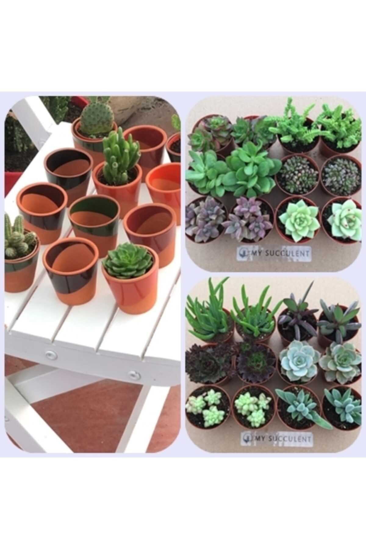 My Succulent 20 Seramik Saksı 20'li Sukulent Set (20 ÇEŞİT MİX 5,5 CM'LİK SAKSIDA BİTKİLER)