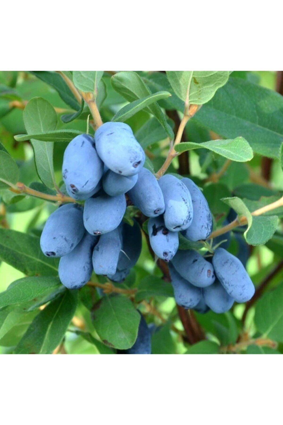 AnamurNaturel Tüplü Honeyberry Bal Yemişi Fidanı 10 Adet