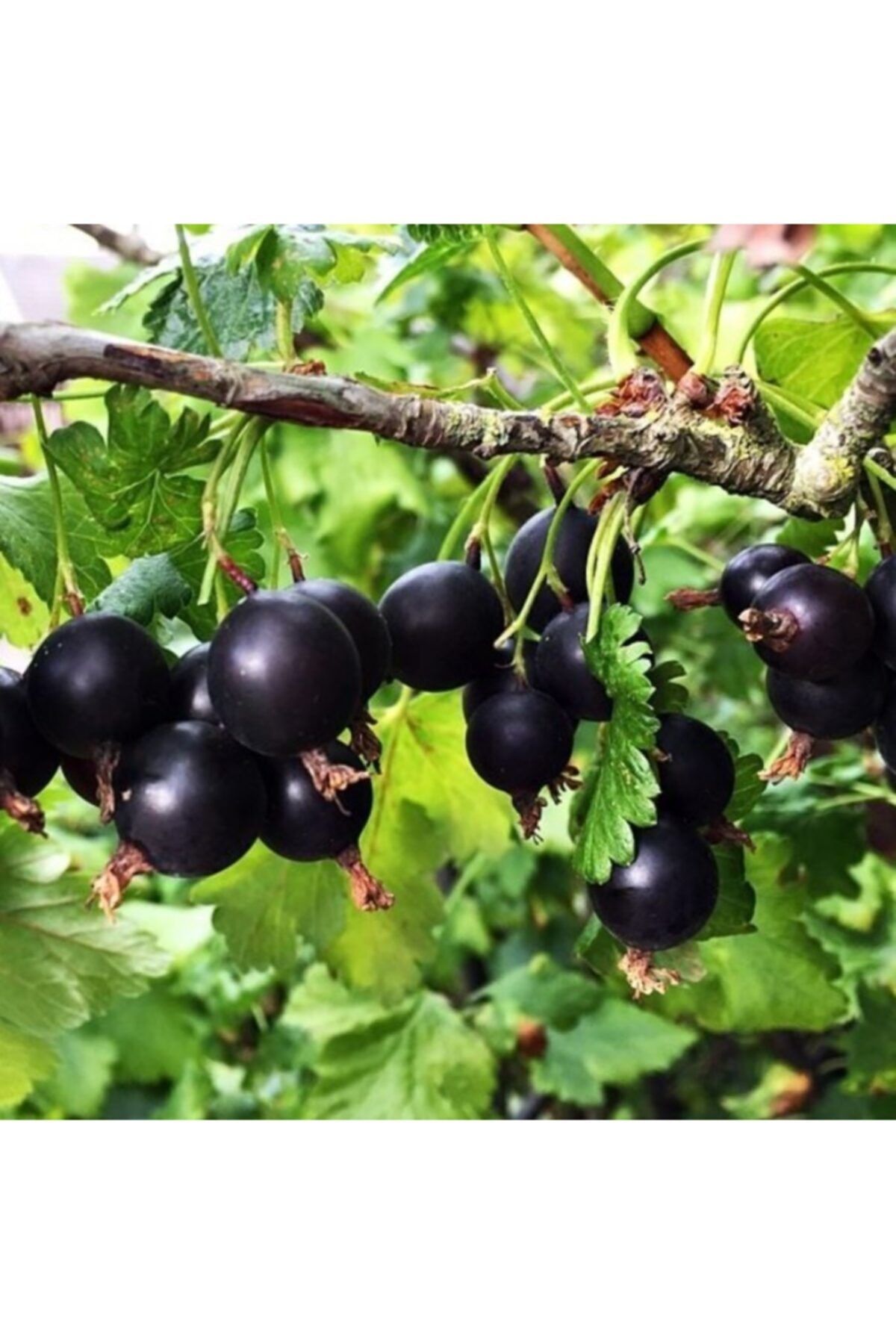 AnamurNaturel 2 Tad Bir Arada Frenk Üzümü Bektaşi Üzümü Melezi Josta Üzümü