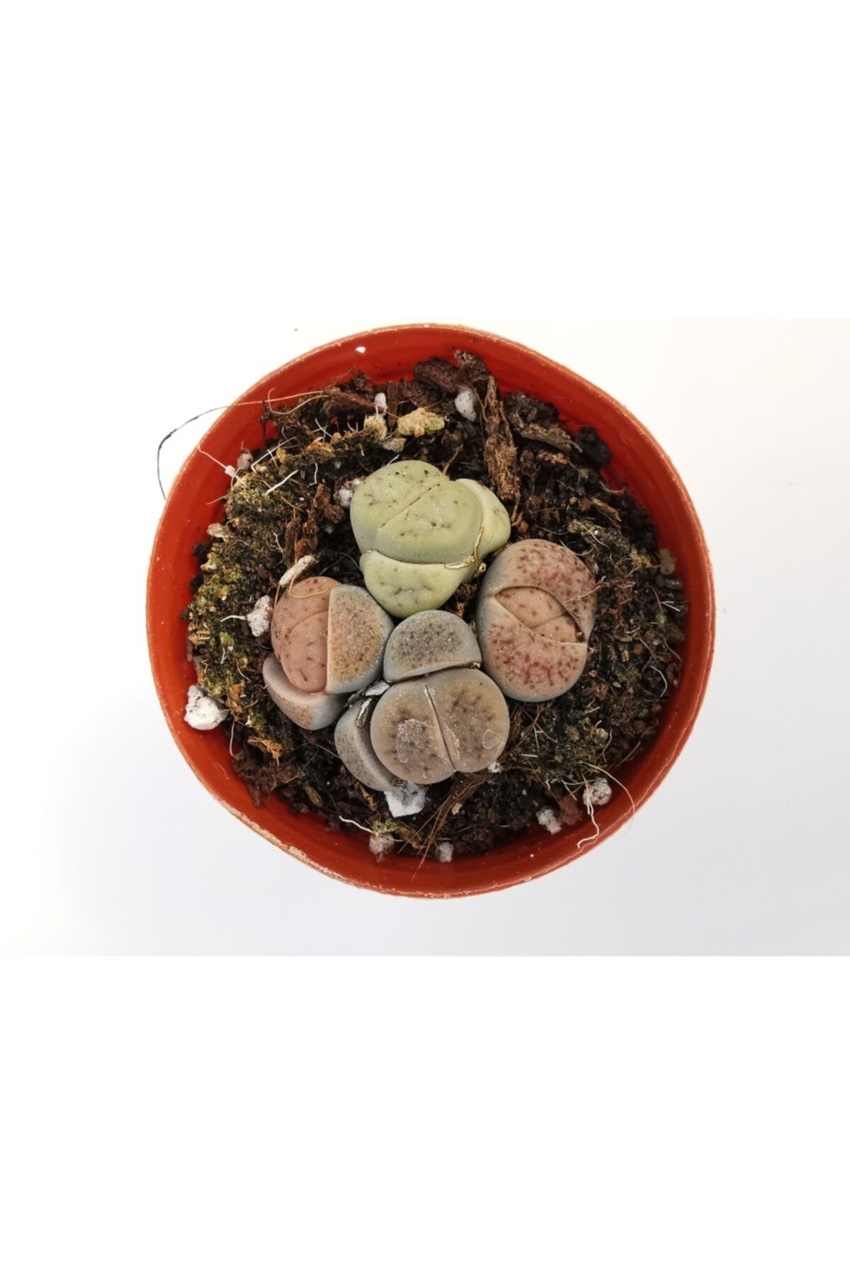 Gulen botanik Lithops Taş Kaktüs