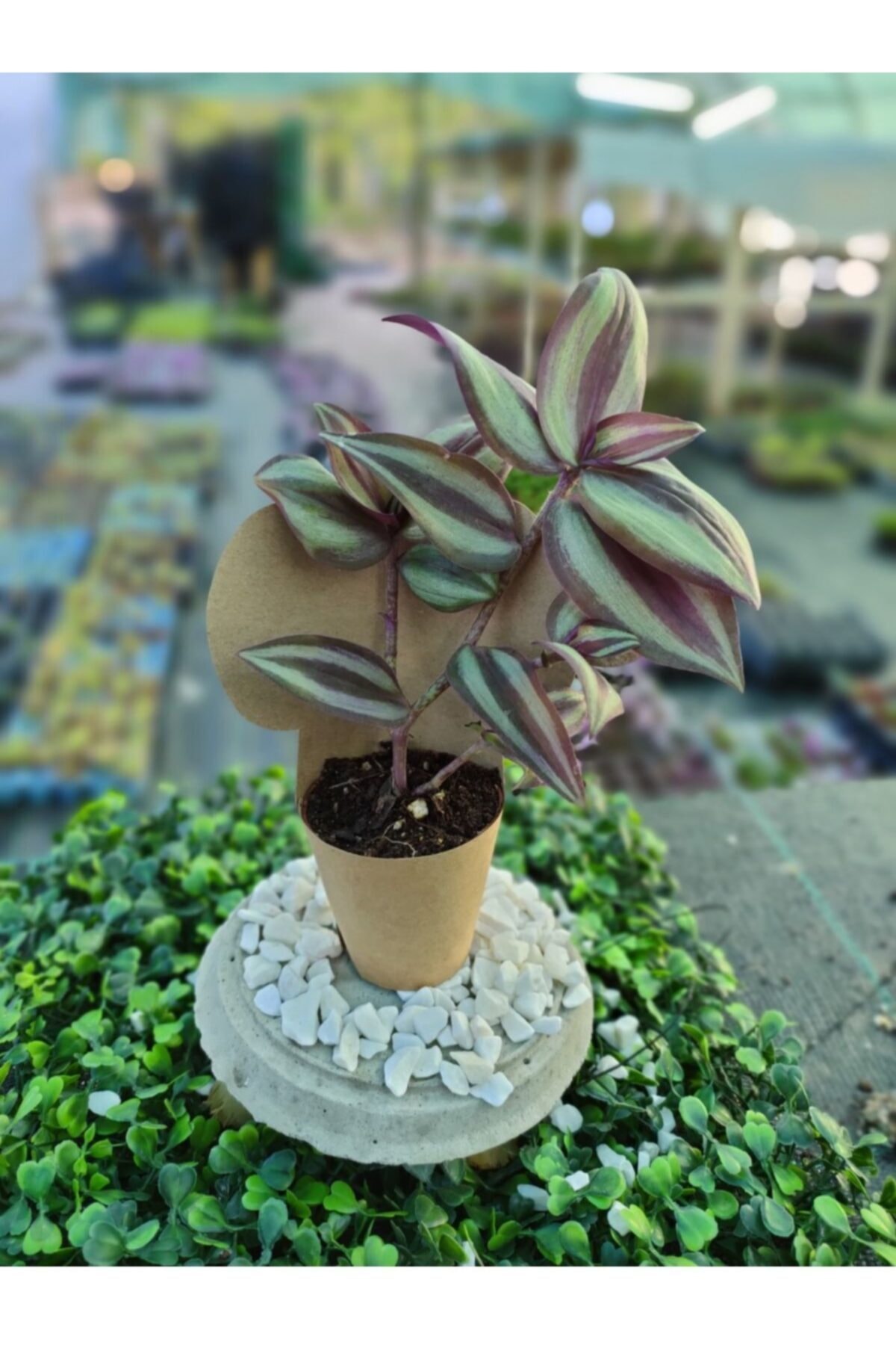 Serra Gardens 20 Adet Hediyelik Telgraf Çiçeği